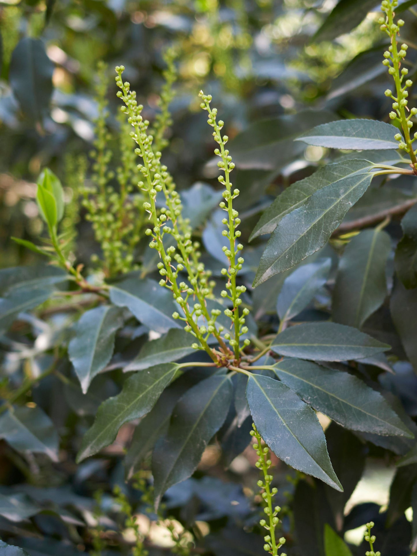 Close-up of foliage