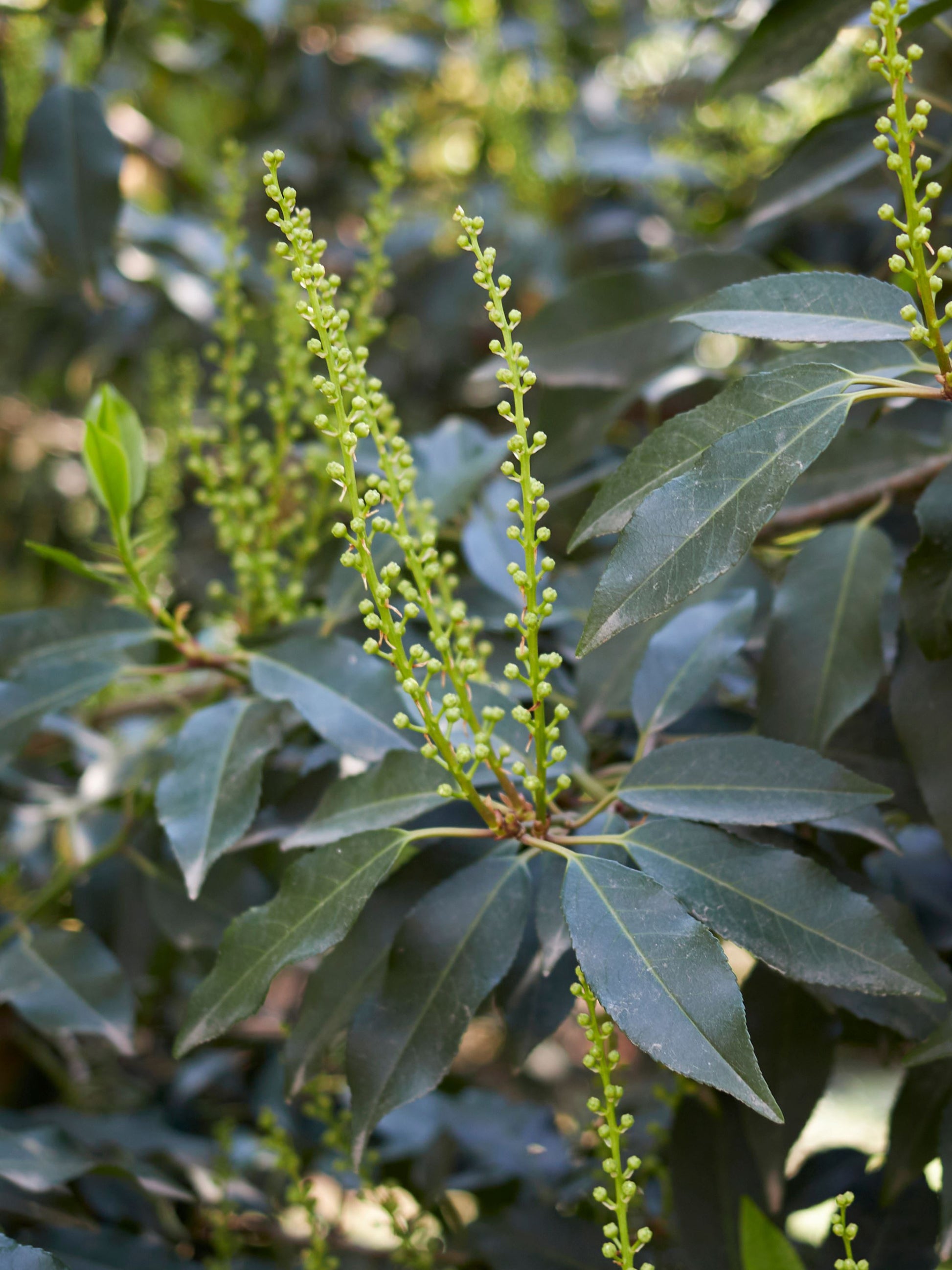 Close-up of foliage