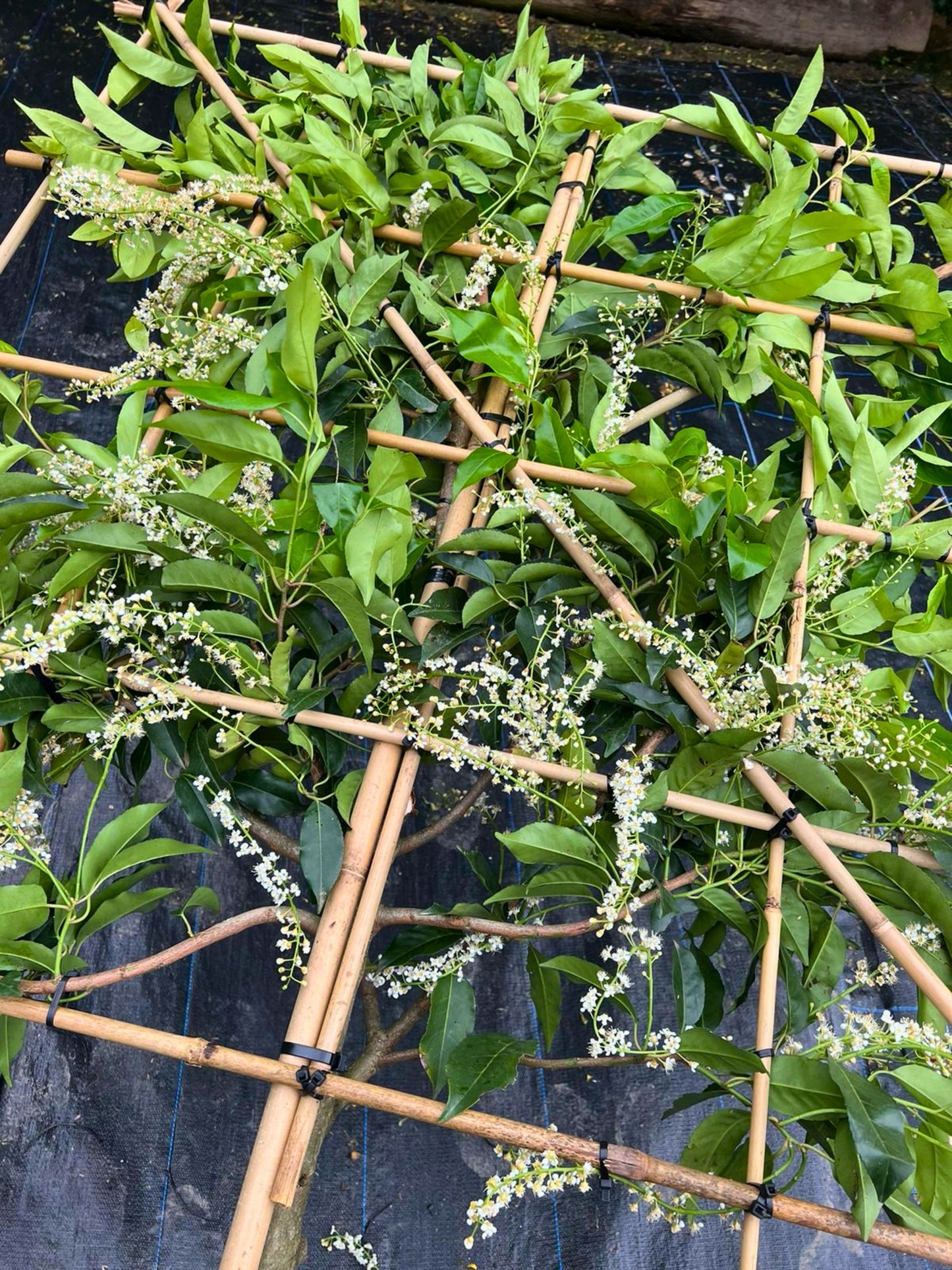 Close-up of pleach frame in bloom / 14-16cm / 120x120cm / May