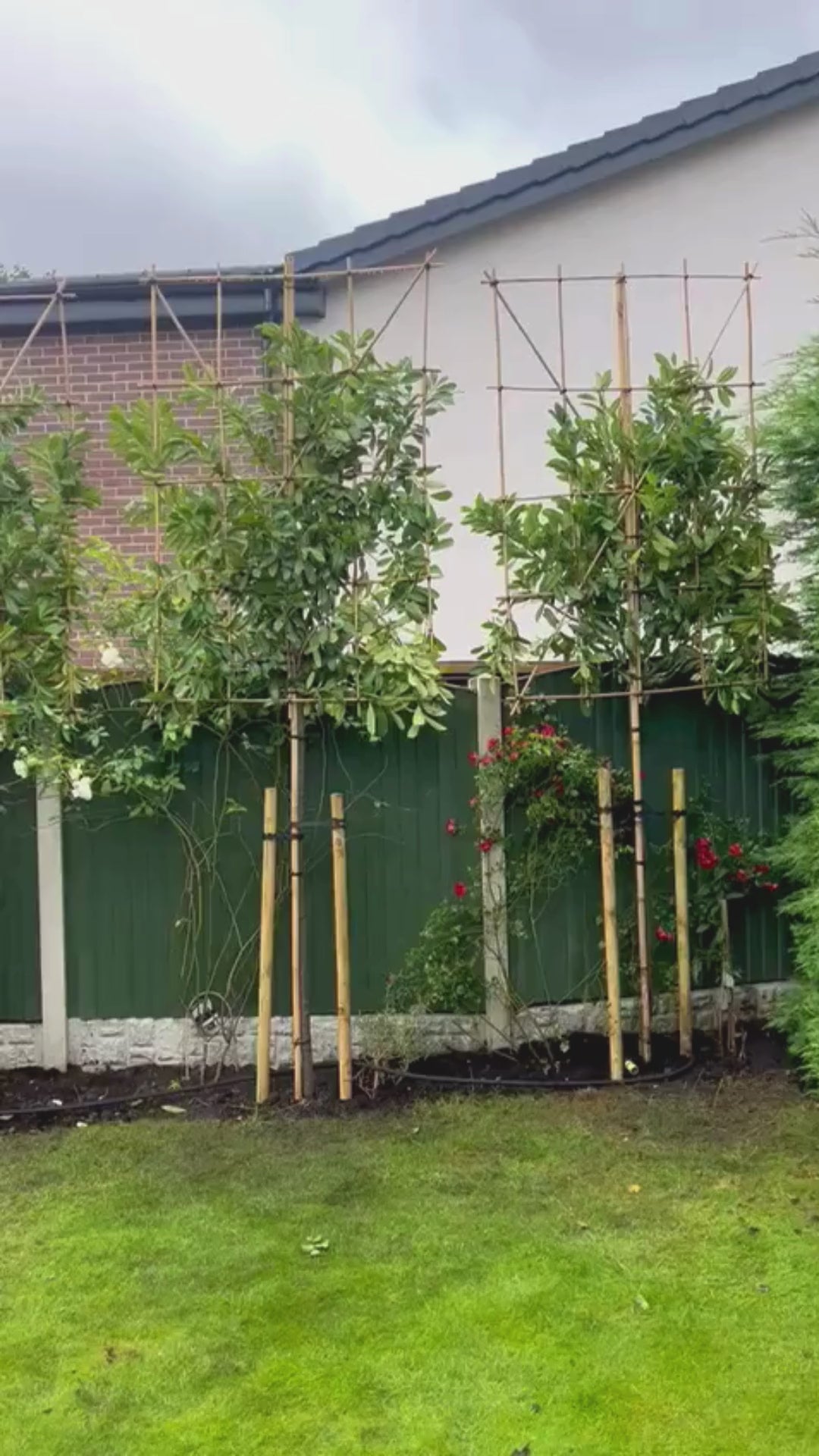 180cm / 14-16cm / Custom frame 120x180cm / Planting service / August