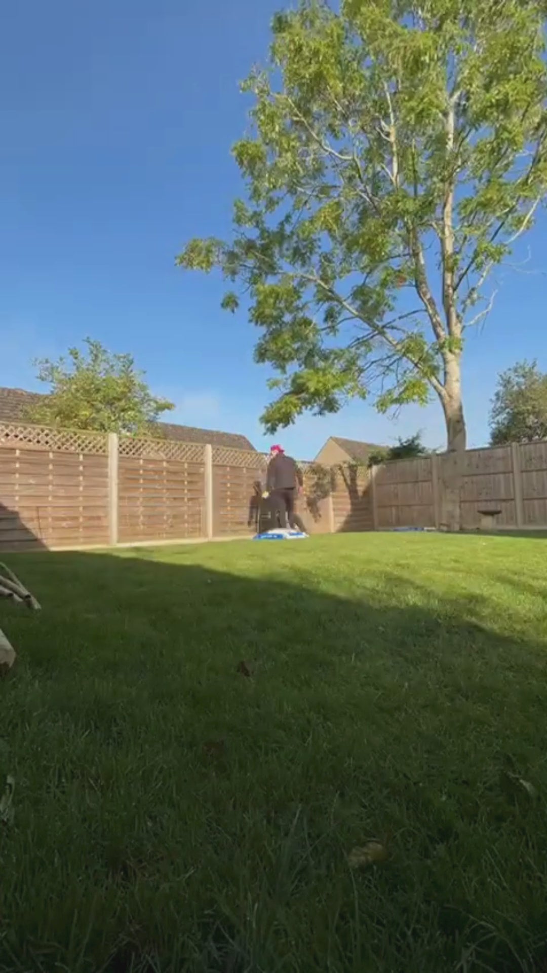 Pleached Tree Planting Service | Includes Staking Kits, Soaker Hose, Fertiliser & Compost