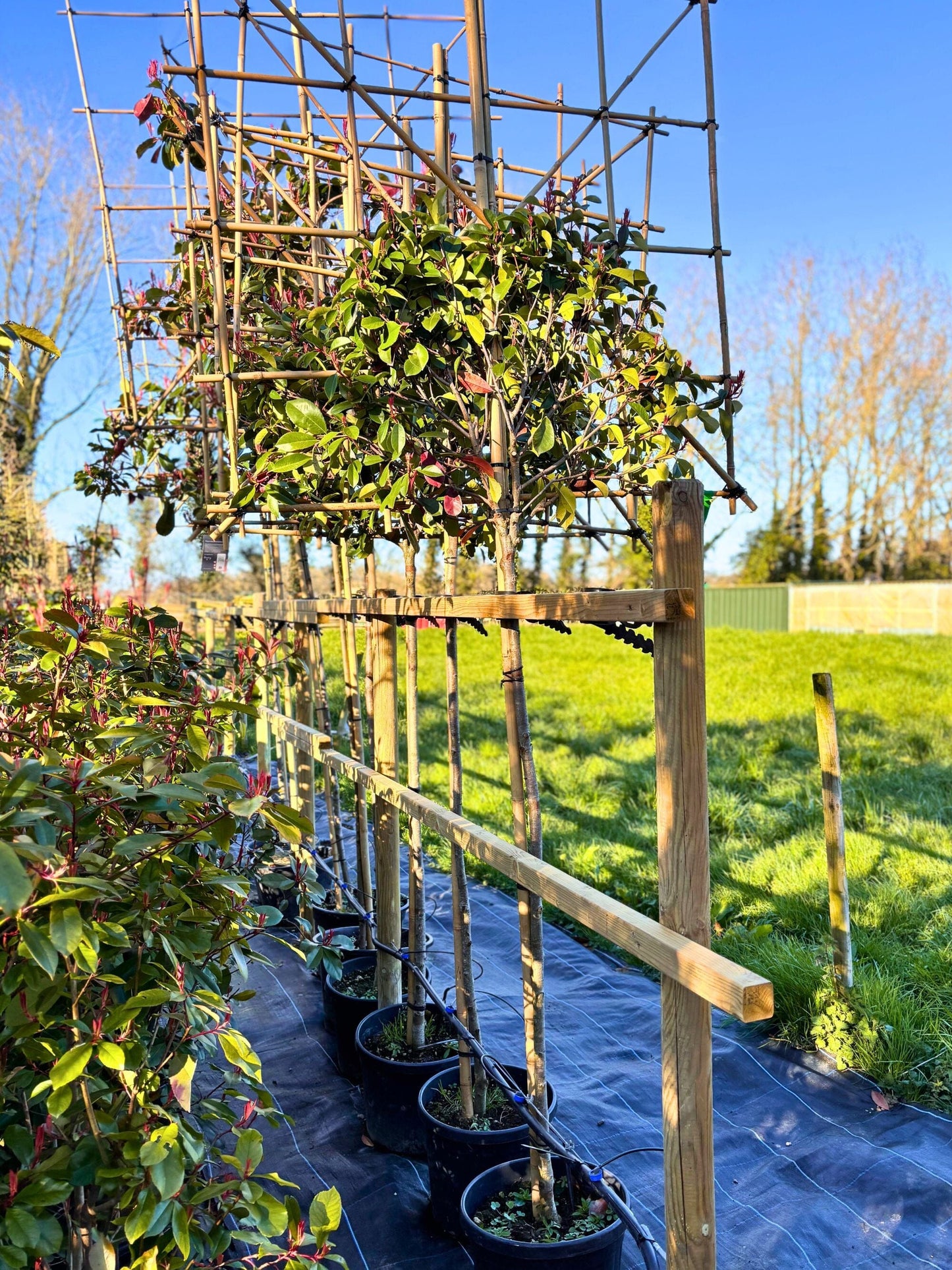 150cm / 6-8cm / 120x120cm / Freshly pleached / March