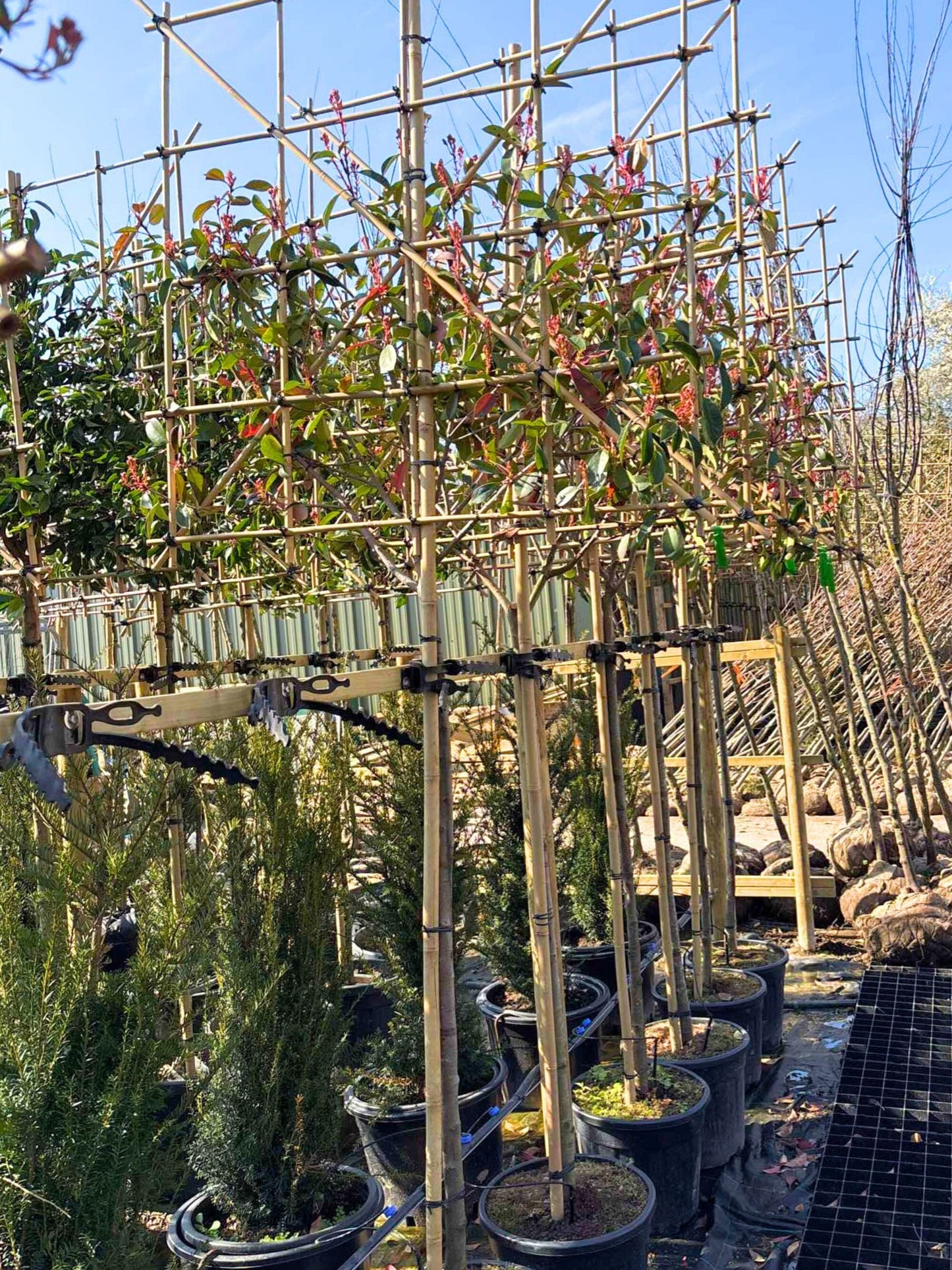 150cm / 8-10cm / 120x120cm / Freshly pleached / April