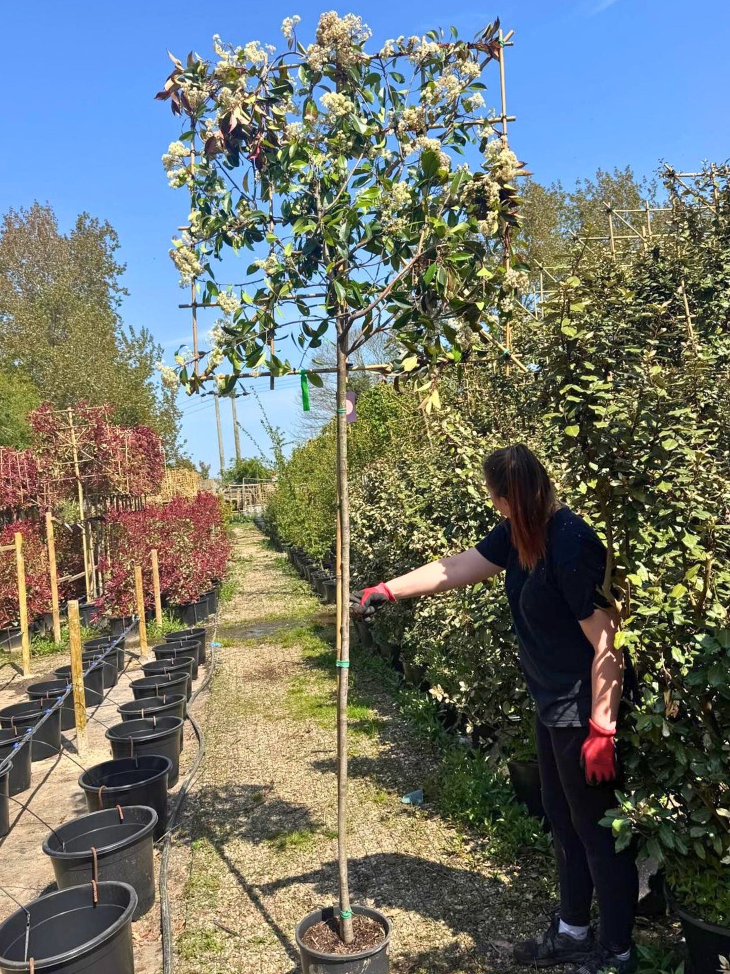 180cm / 10-12cm / 120x120cm / Freshly pleached / May
