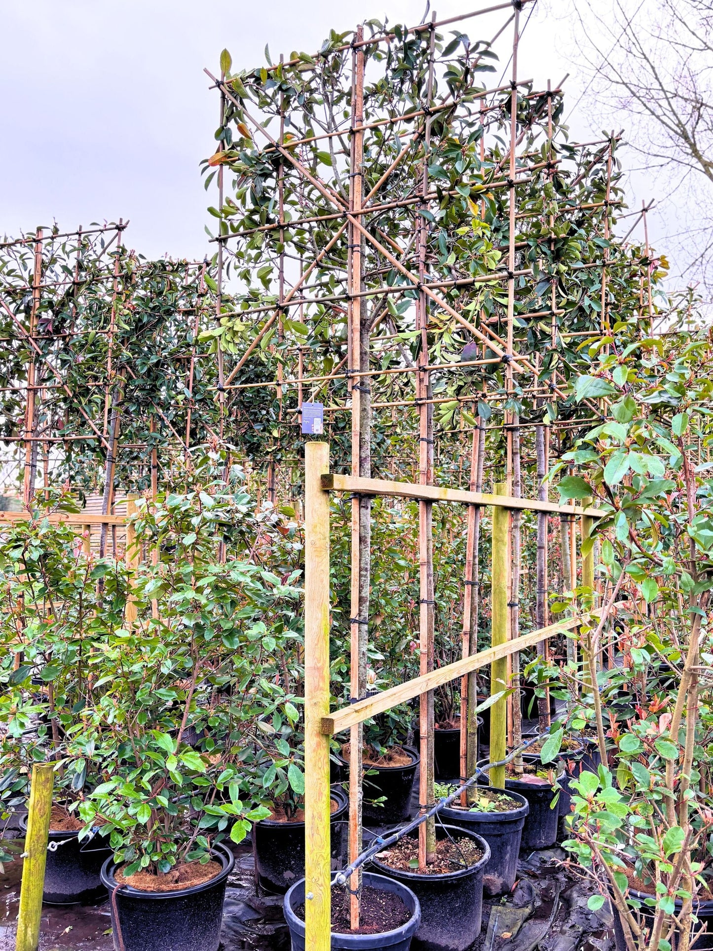 180cm / 12-14cm / 120x120cm / Freshly pleached / March