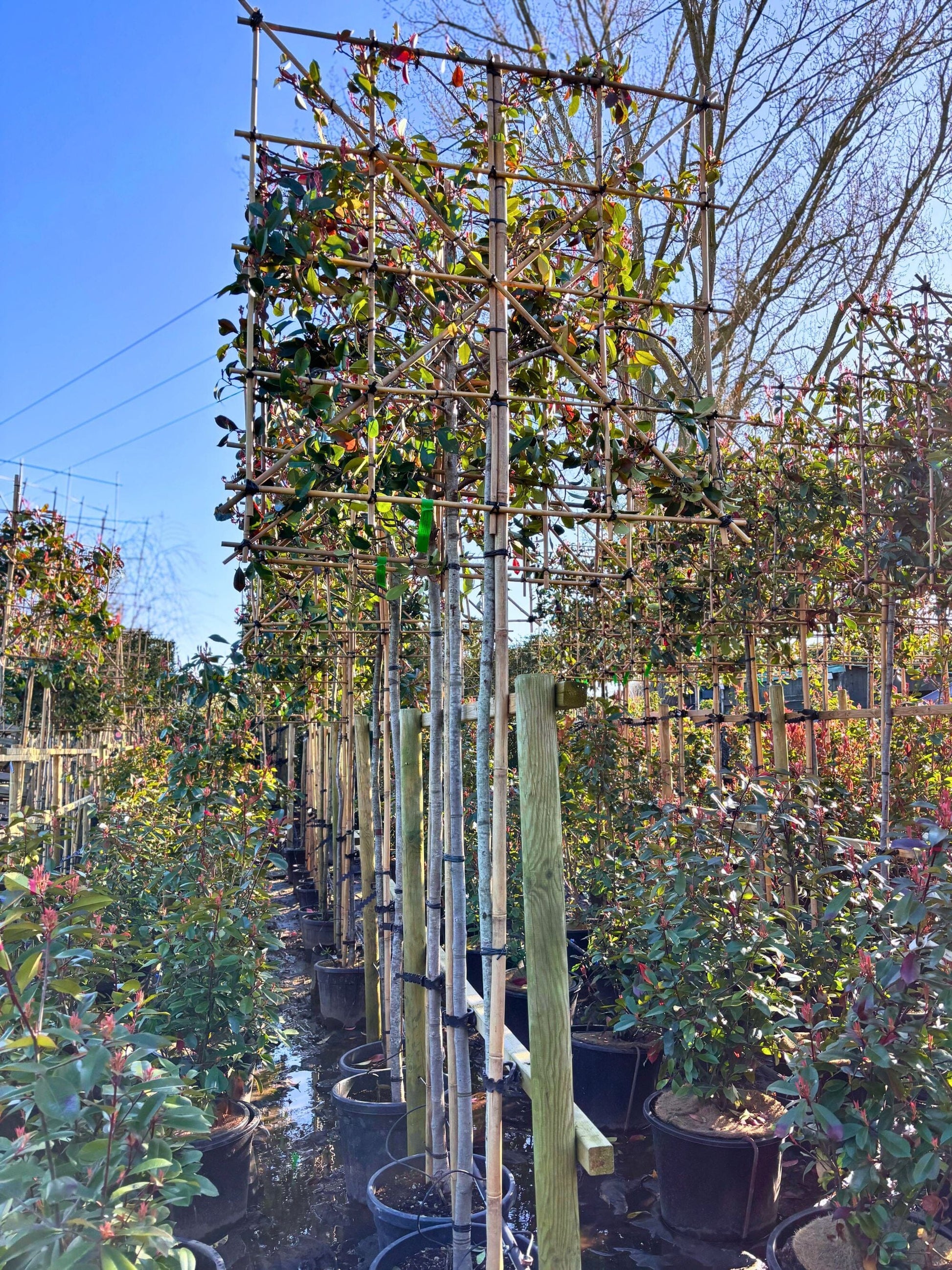 180cm / 4-6cm / 120x120cm / Freshly pleached / March