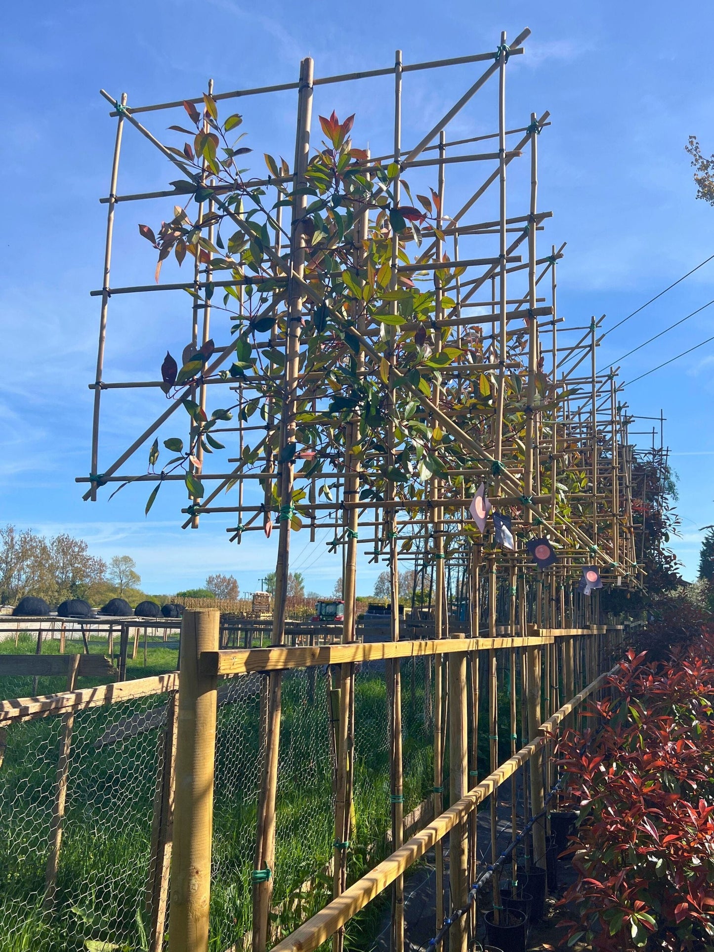 180cm / 4-6cm / 120x120cm / Freshly pleached / April