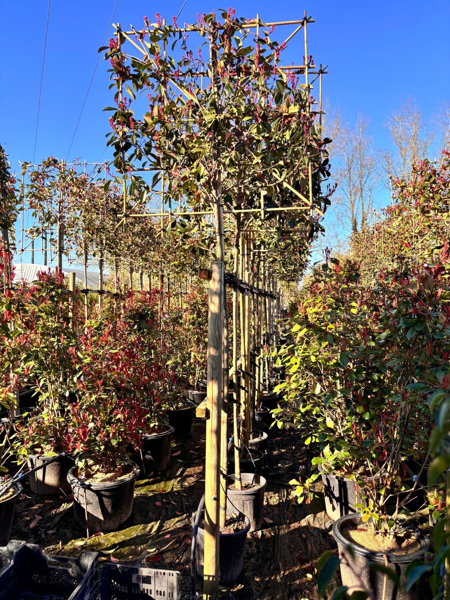 180cm / 8-10cm / 120x120cm / Freshly pleached / March
