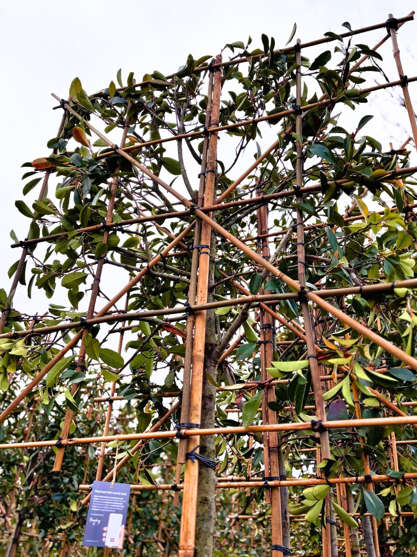 180cm / 12-14cm / 120x120cm / Freshly pleached / March