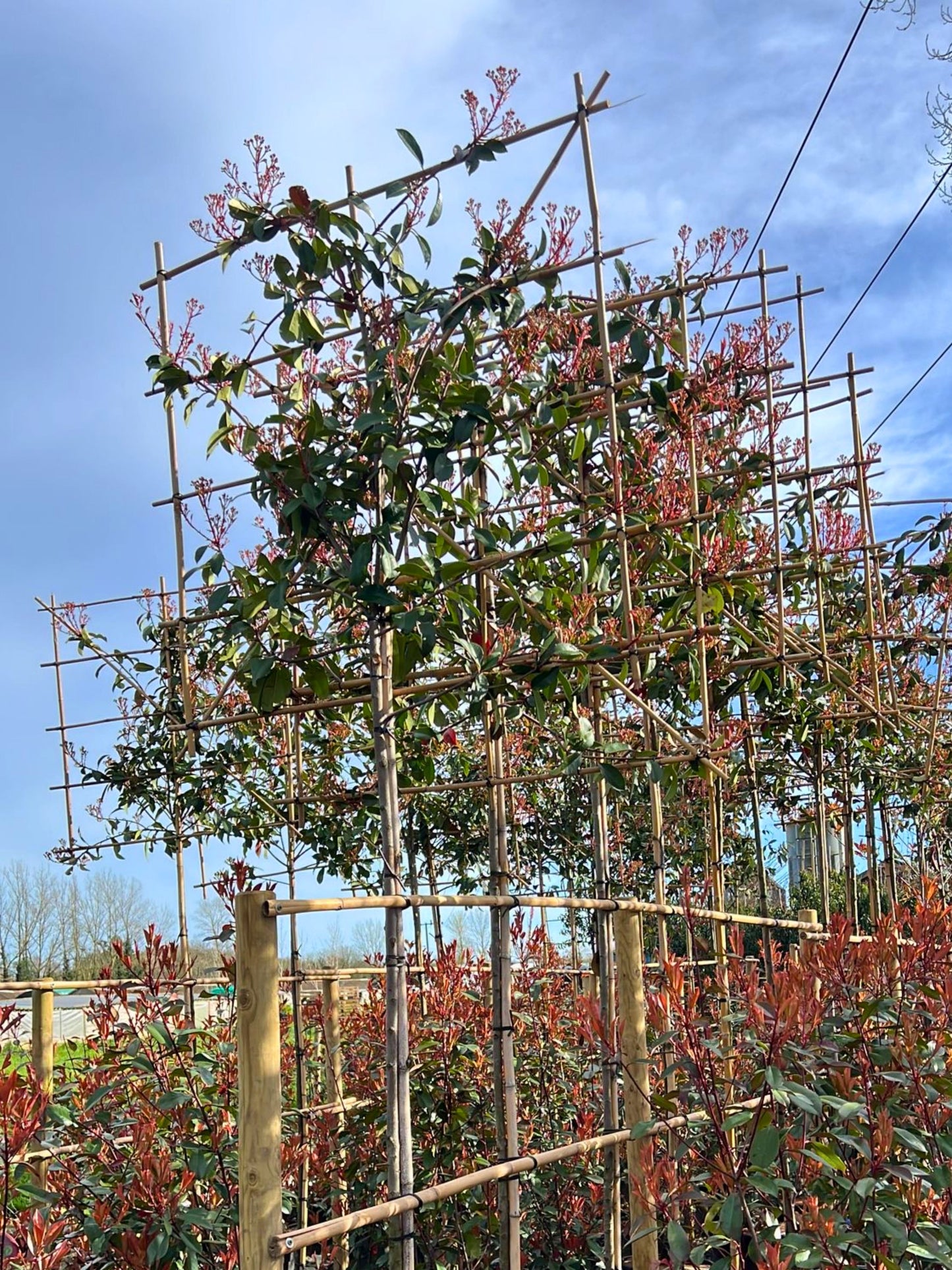 8-10cm / 120x120cm / Freshly pleached / April