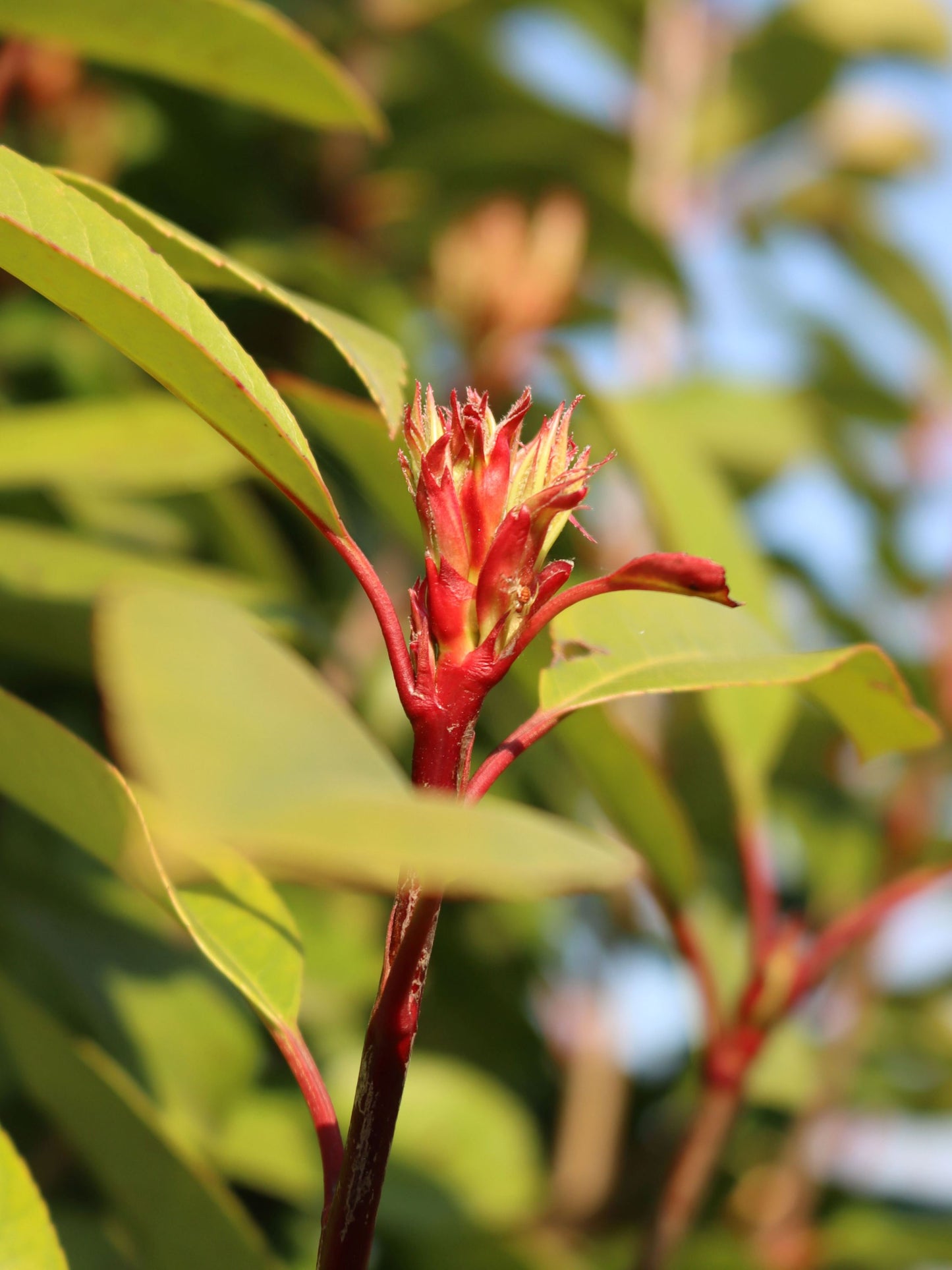 Close-up of red new growth in spring