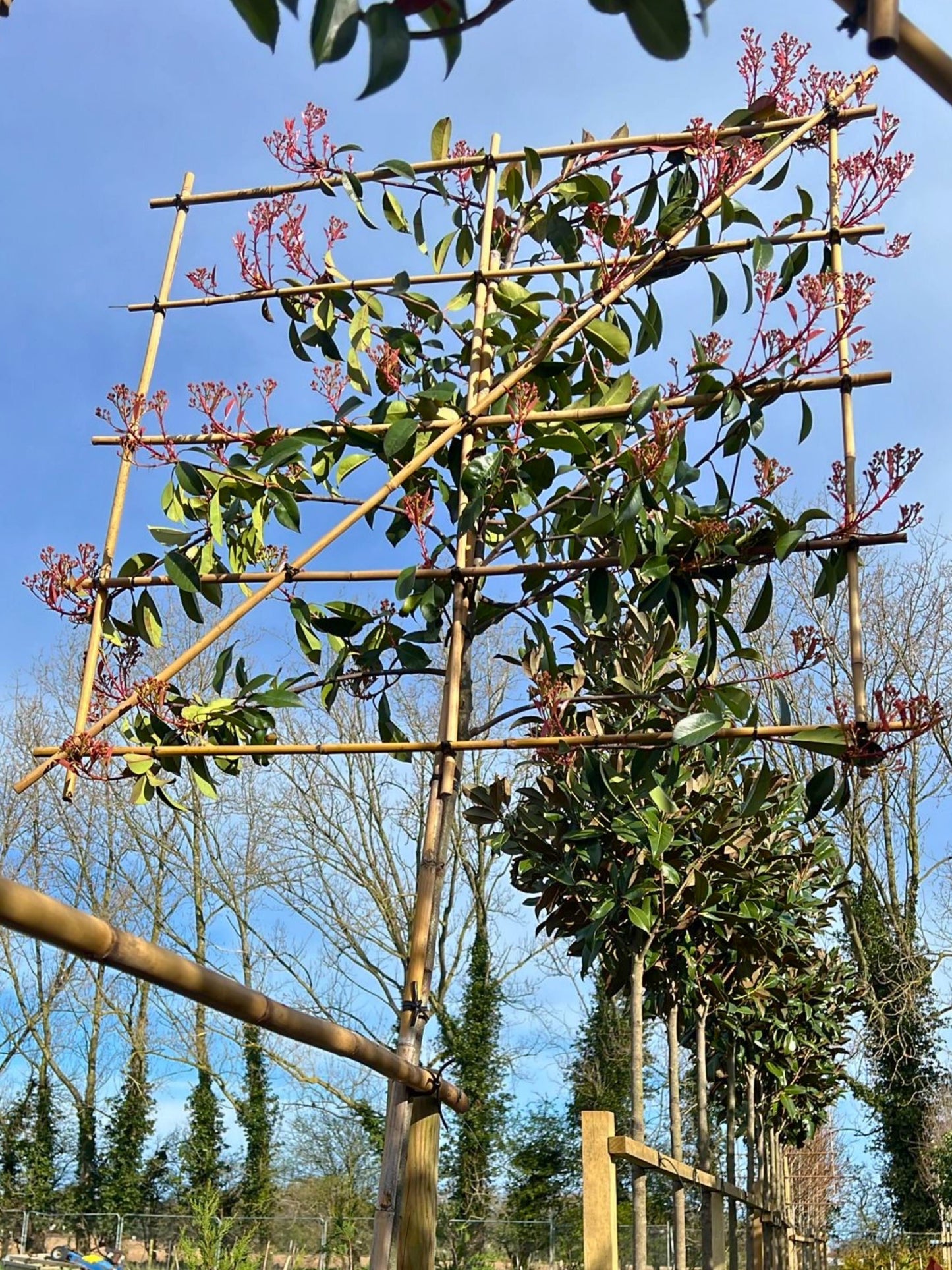 6-8cm / 120x120cm / Freshly pleached / April