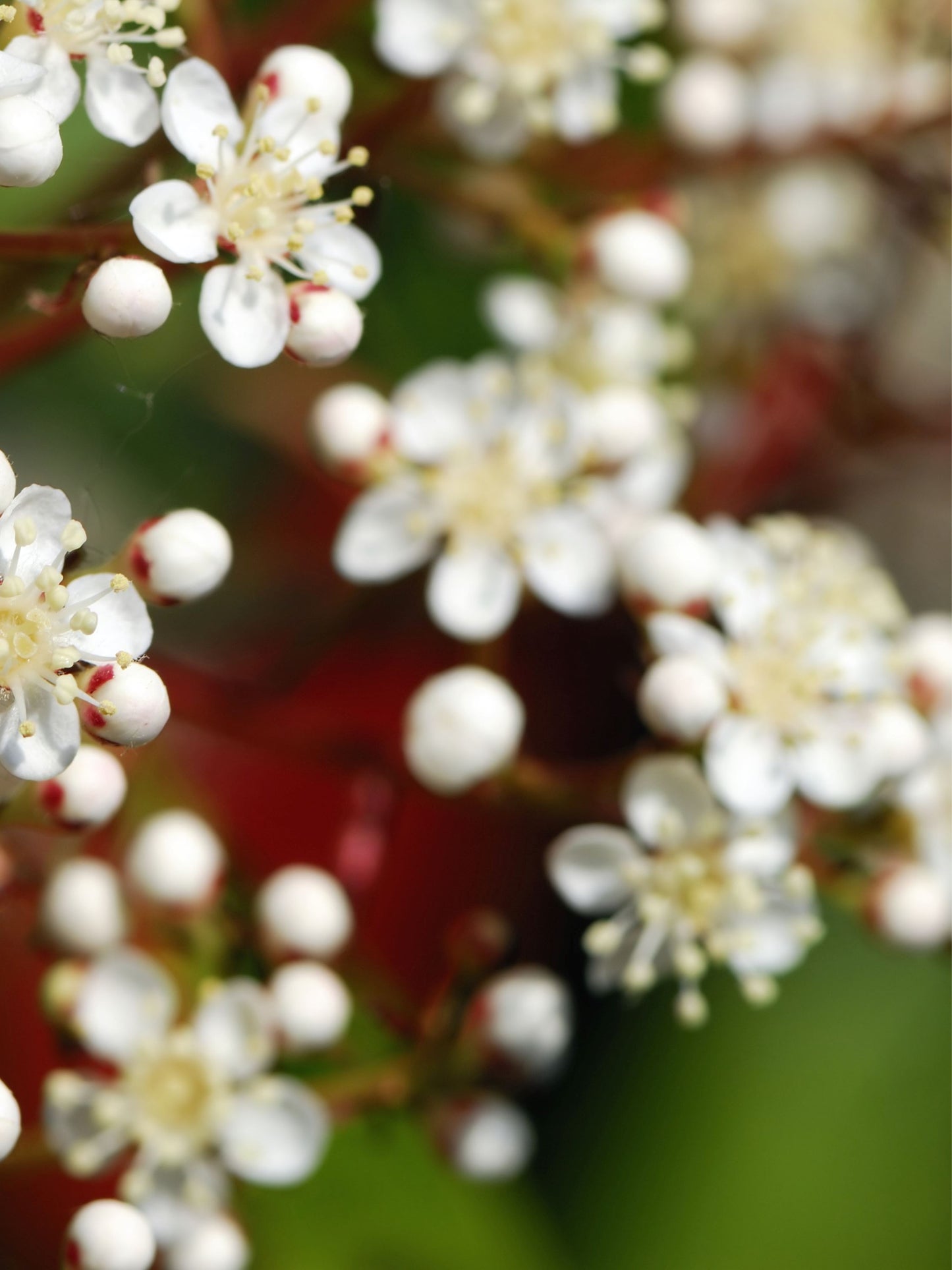 Close-up of flowers in spring