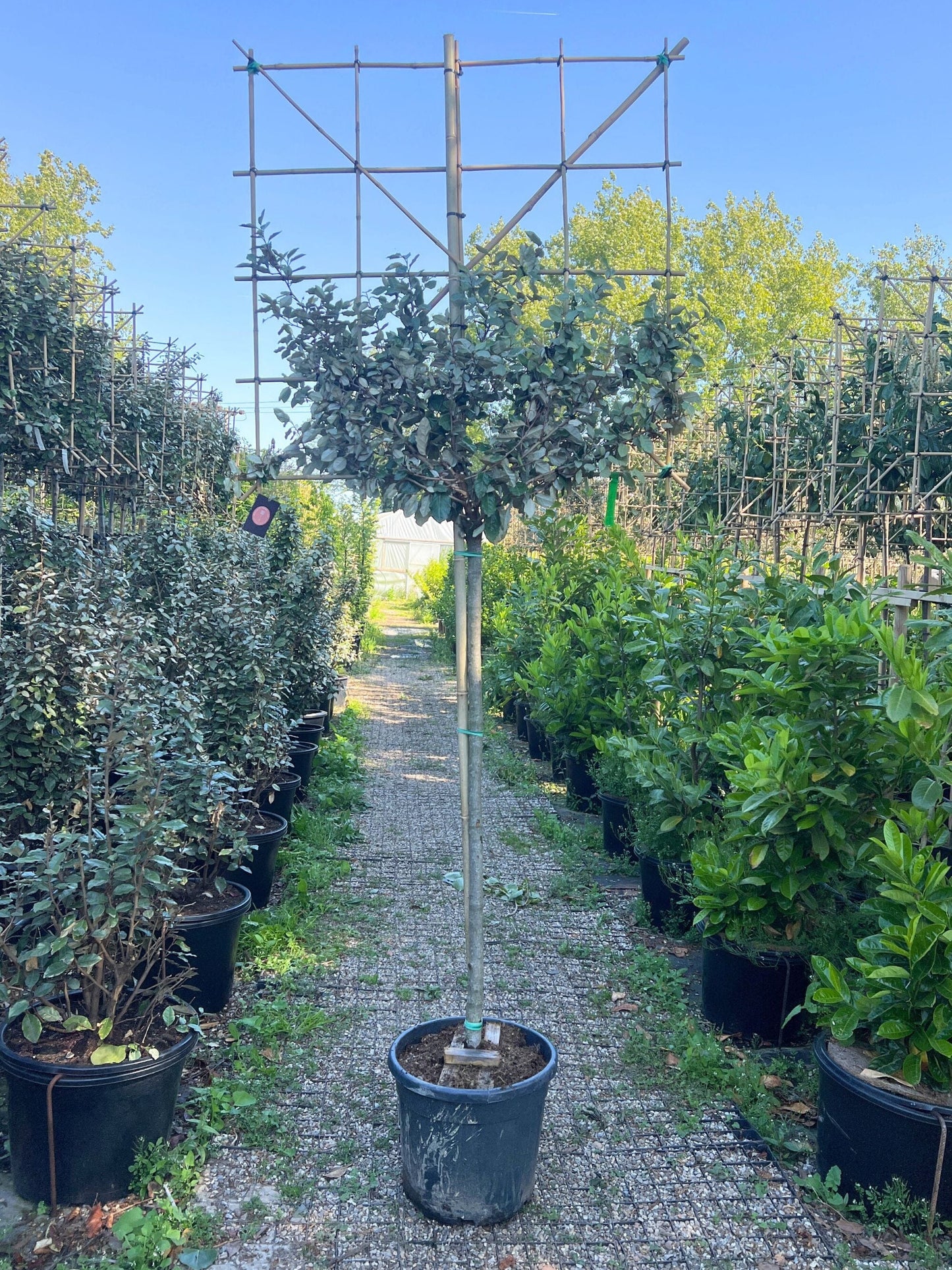 150cm / 10-12cm / 120x120cm / Freshly pleached / May