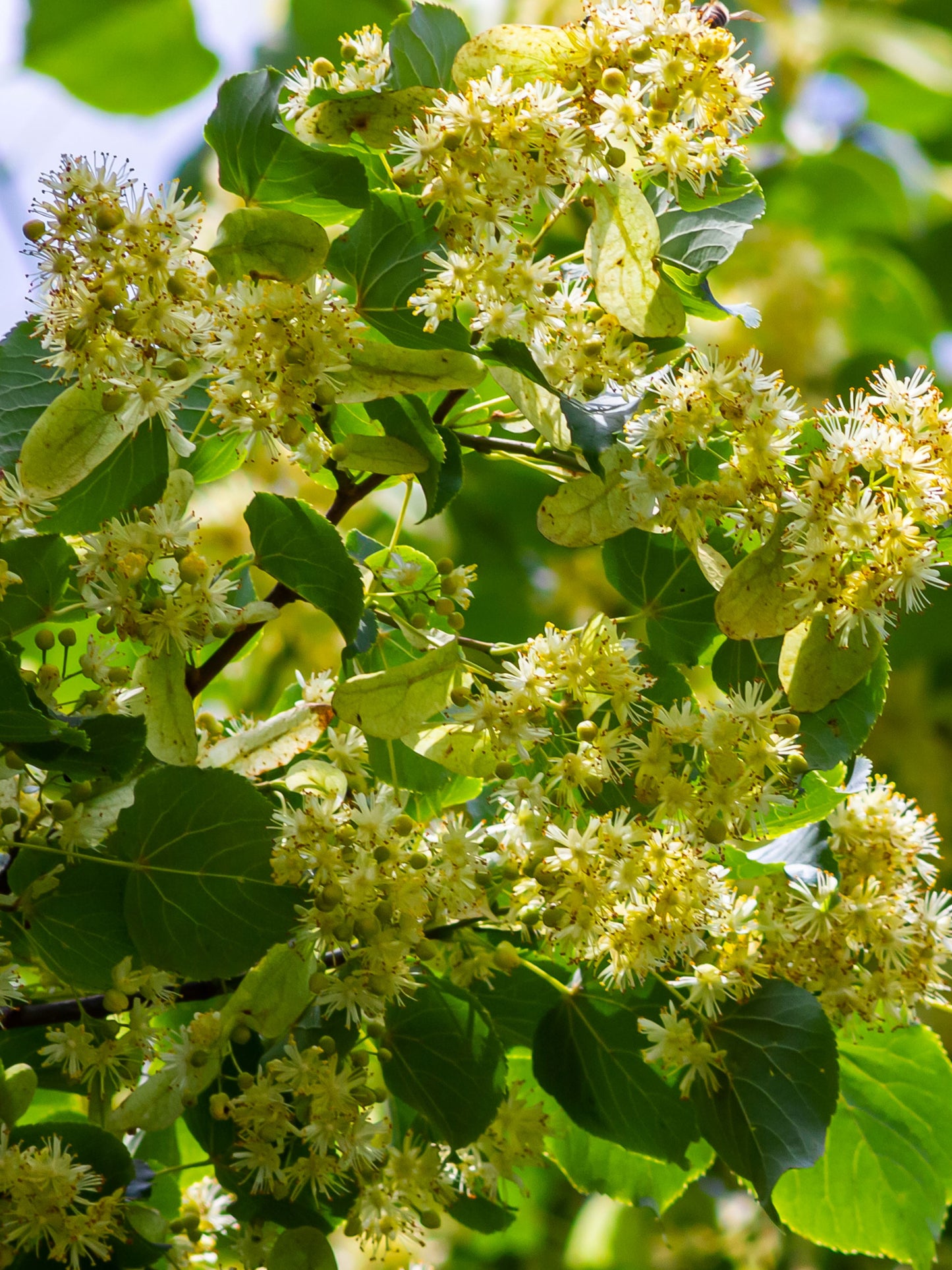 Close-up of flowers and foliage