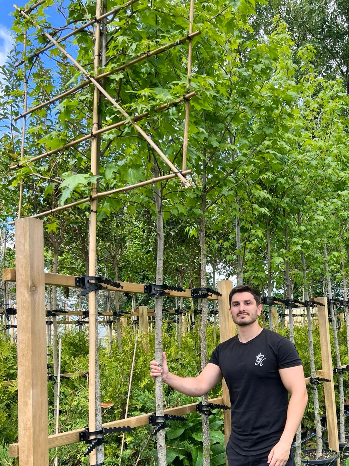 10-12cm / 120x120cm / Freshly pleached / May
