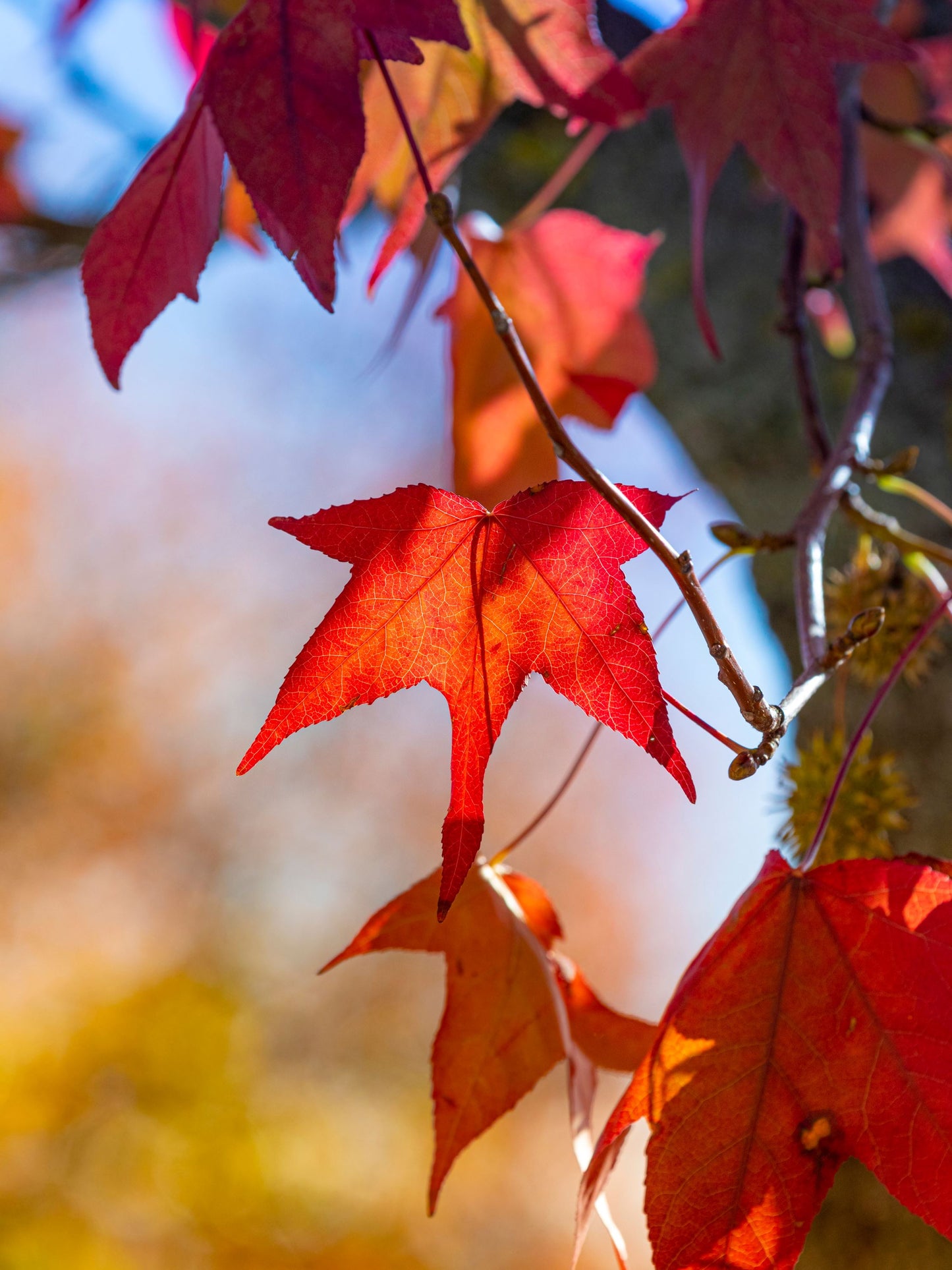 Close-up of foliage in autumn