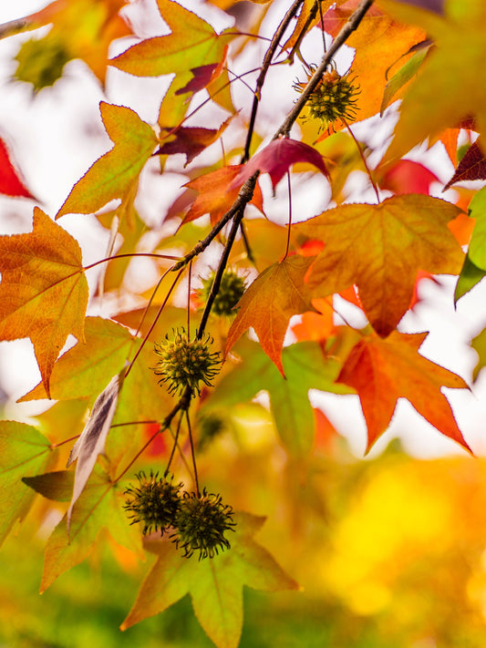 Close-up of foliage in autumn