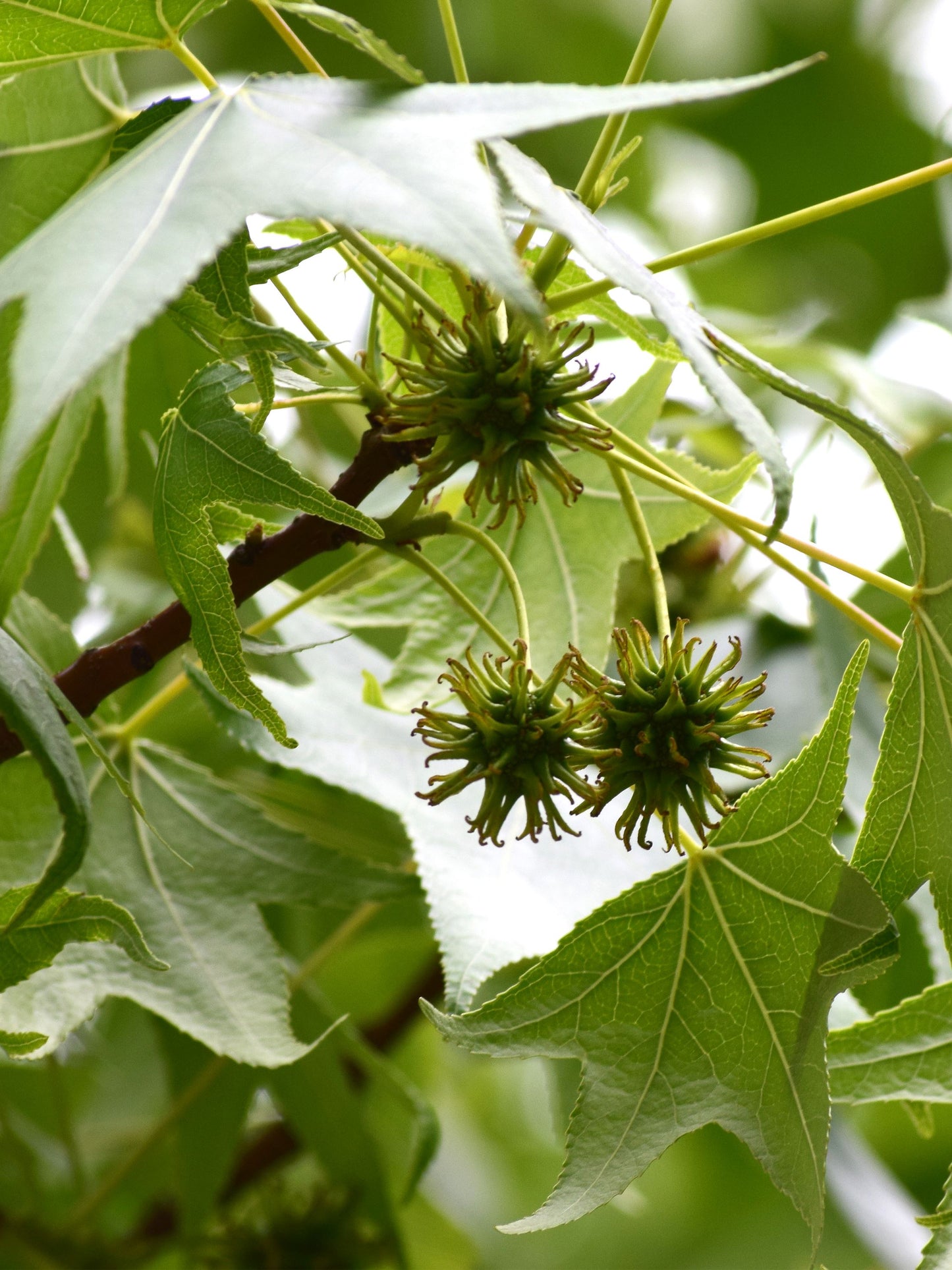 Close-up of foliage