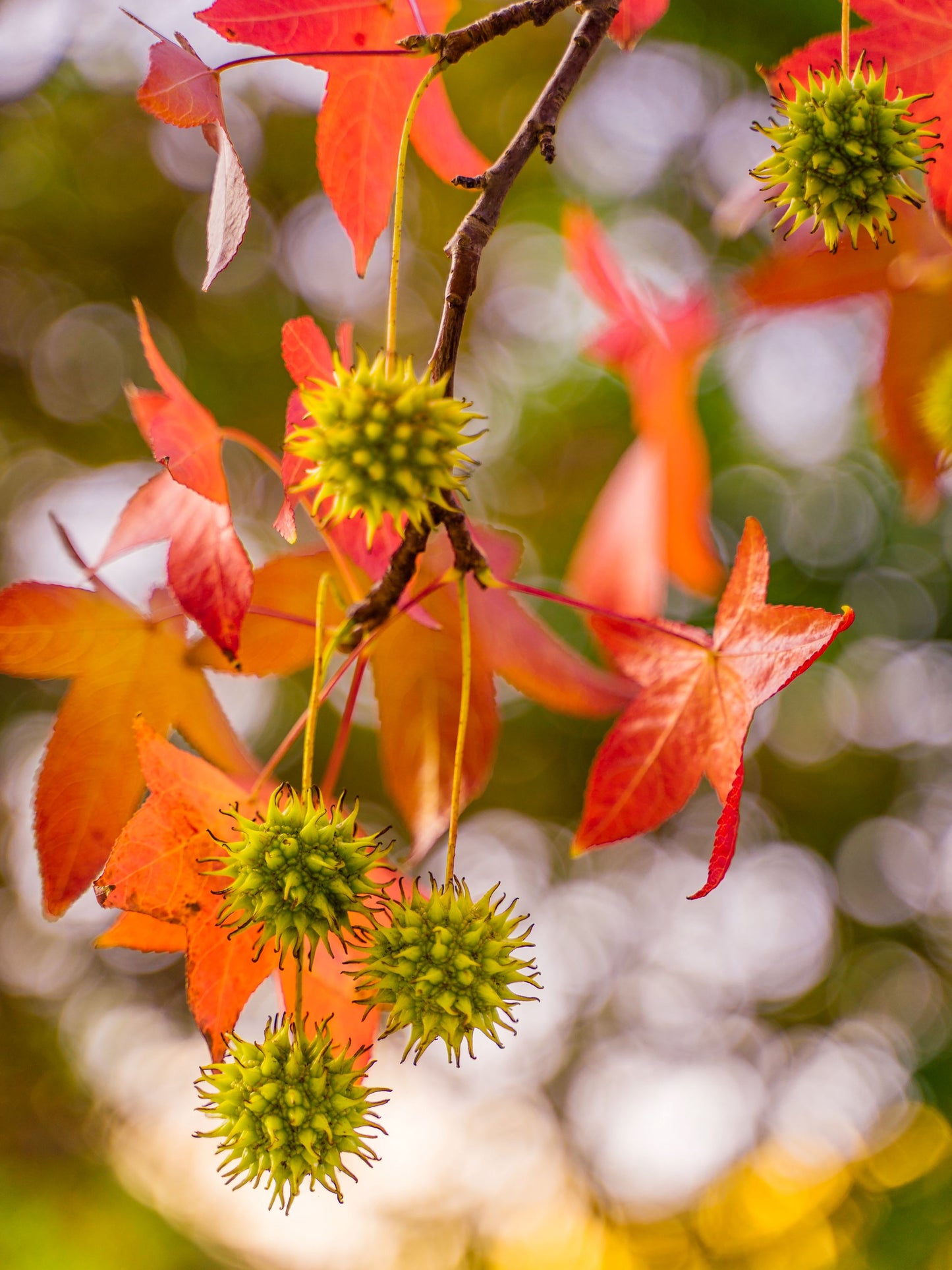 Close-up of foliage in autumn