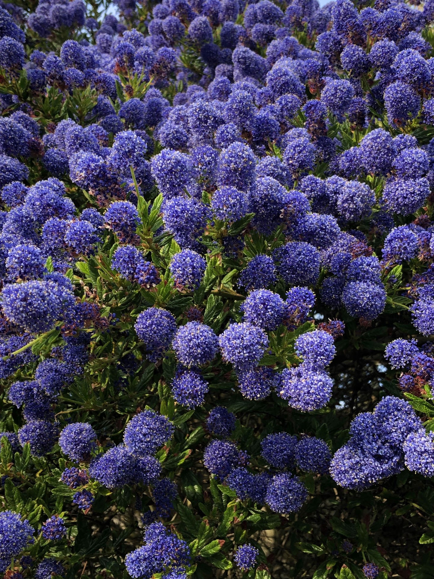 The Blue Garden | Ready-made Border for Planting Under Pleached Trees