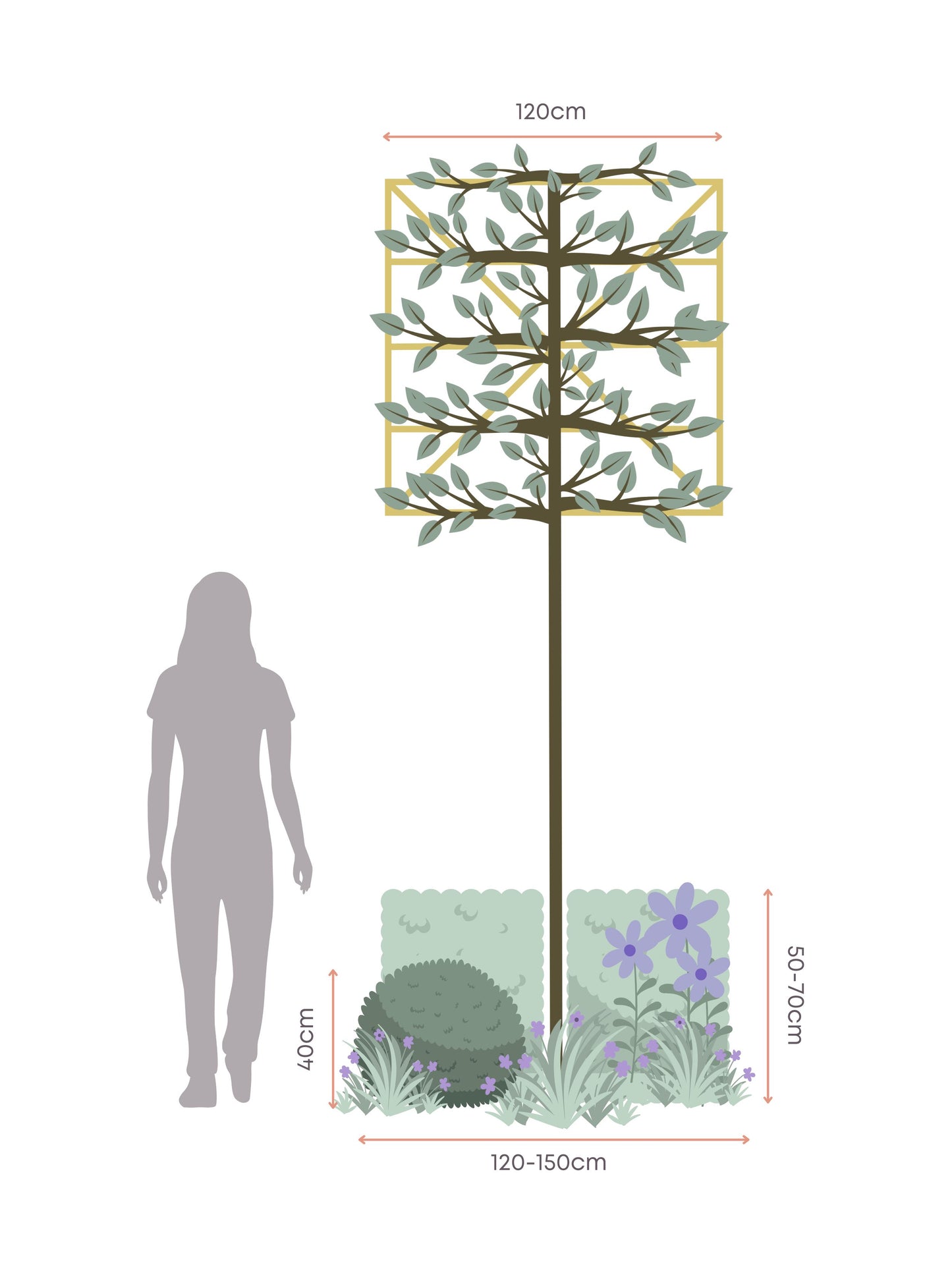 The Blue Garden | Ready-made Border for Planting Under Pleached Trees