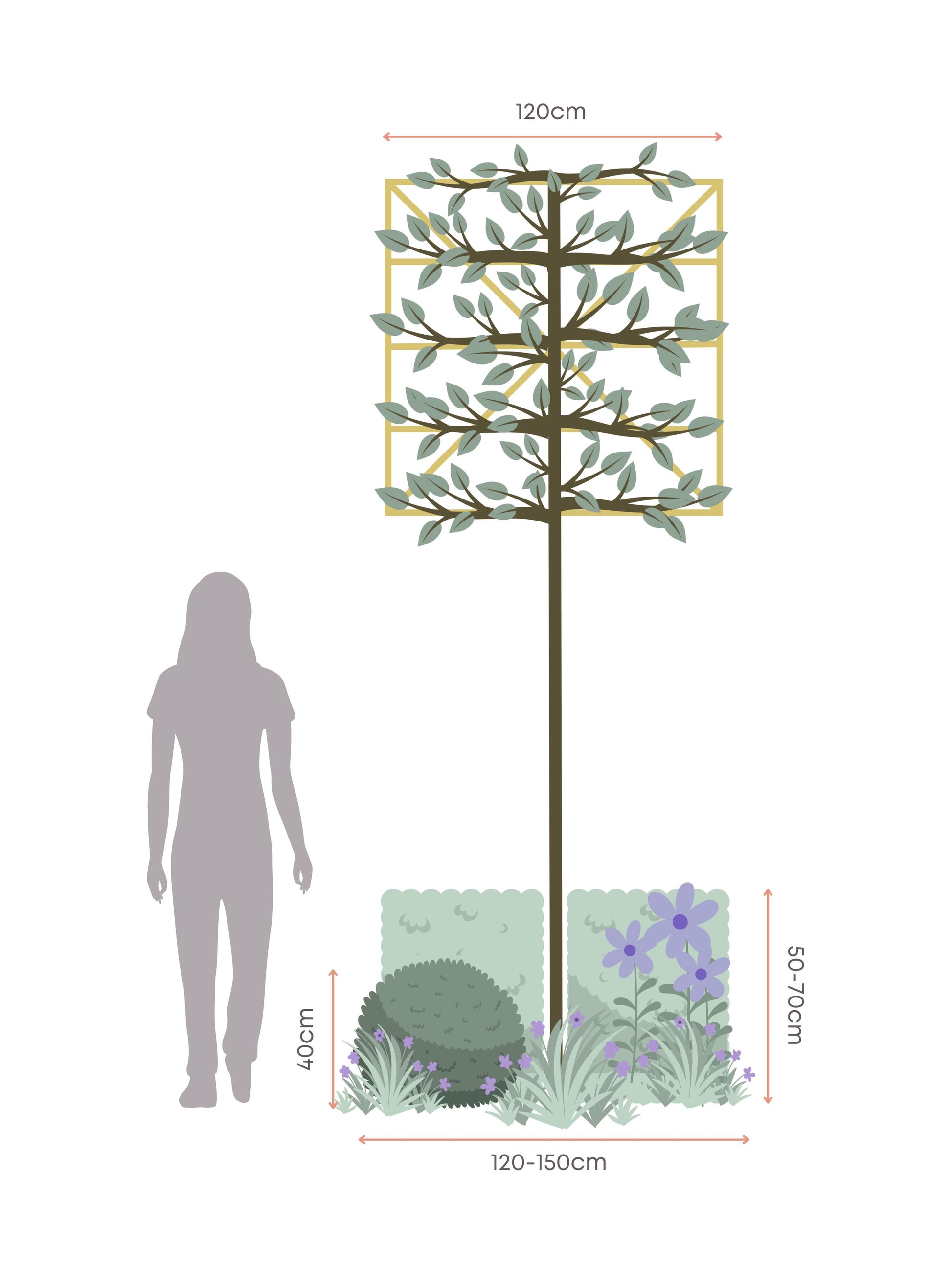 The Blue Garden | Ready-made Border for Planting Under Pleached Trees