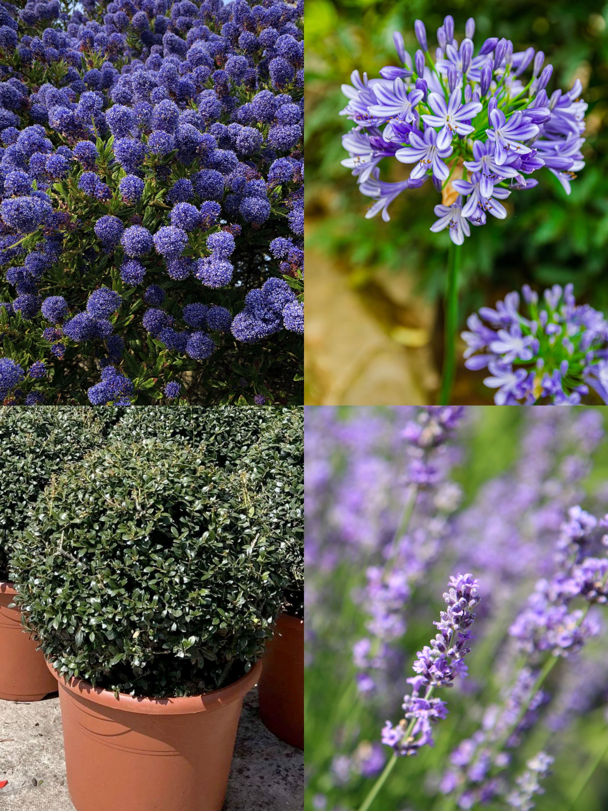 The Blue Garden | Ready-made Border for Planting Under Pleached Trees