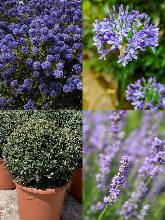The Blue Garden | Ready-made Border for Planting Under Pleached Trees