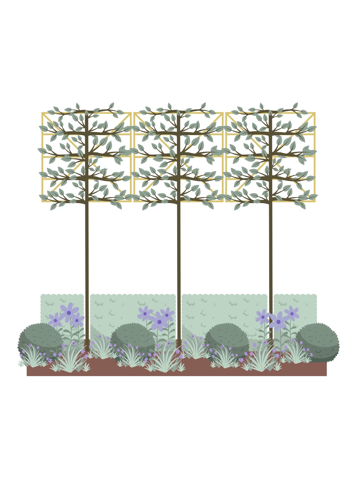The Blue Garden | Ready-made Border for Planting Under Pleached Trees