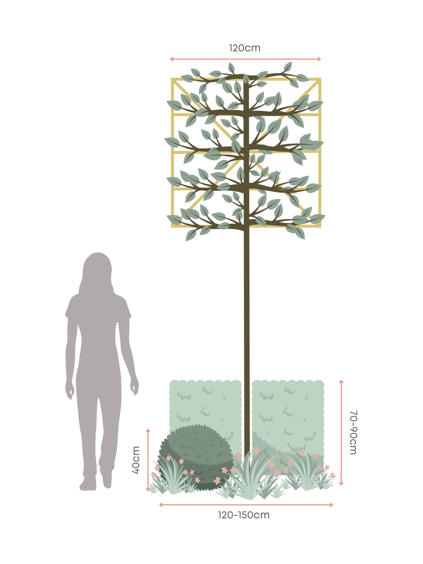 The Pink Garden | Ready-made Border for Planting Under Pleached Trees