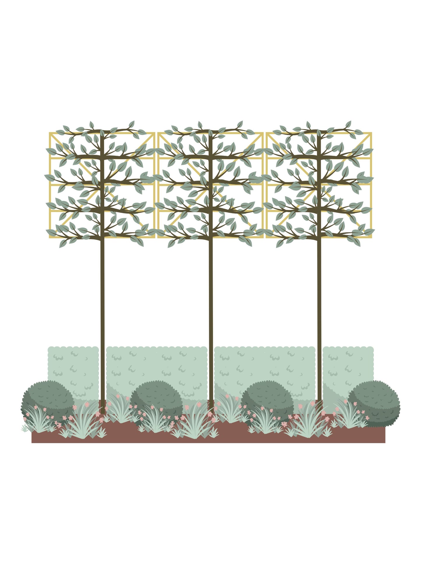 The Pink Garden | Ready-made Border for Planting Under Pleached Trees