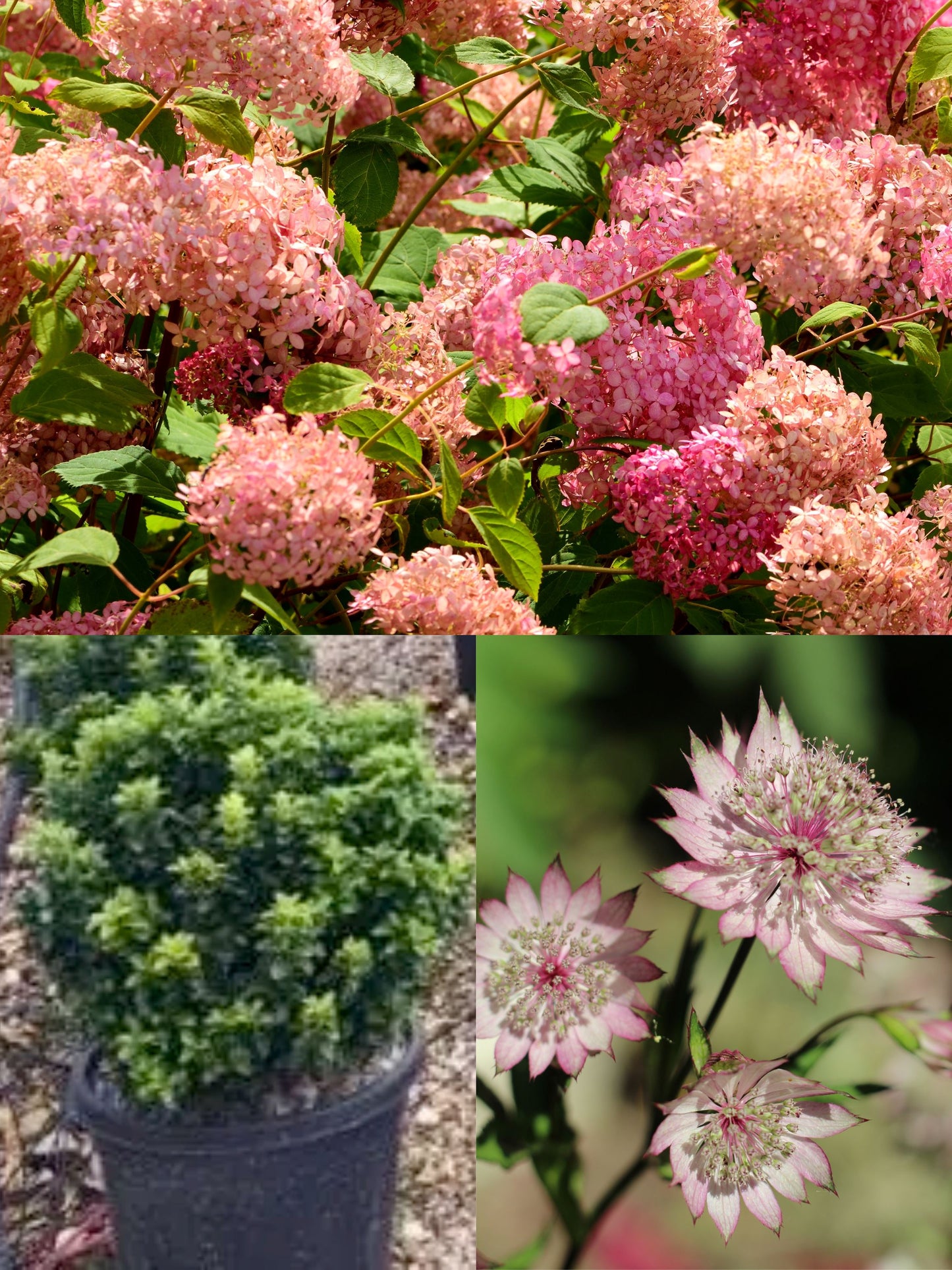 The Pink Garden | Ready-made Border for Planting Under Pleached Trees