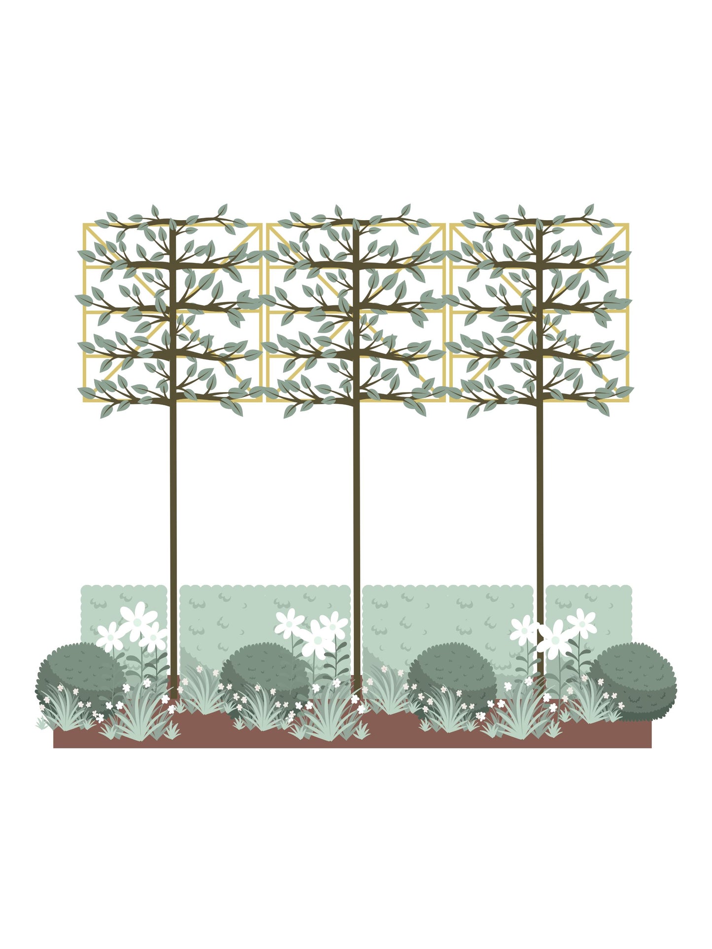 The White Garden | Ready-made Border for Planting Under Pleached Trees