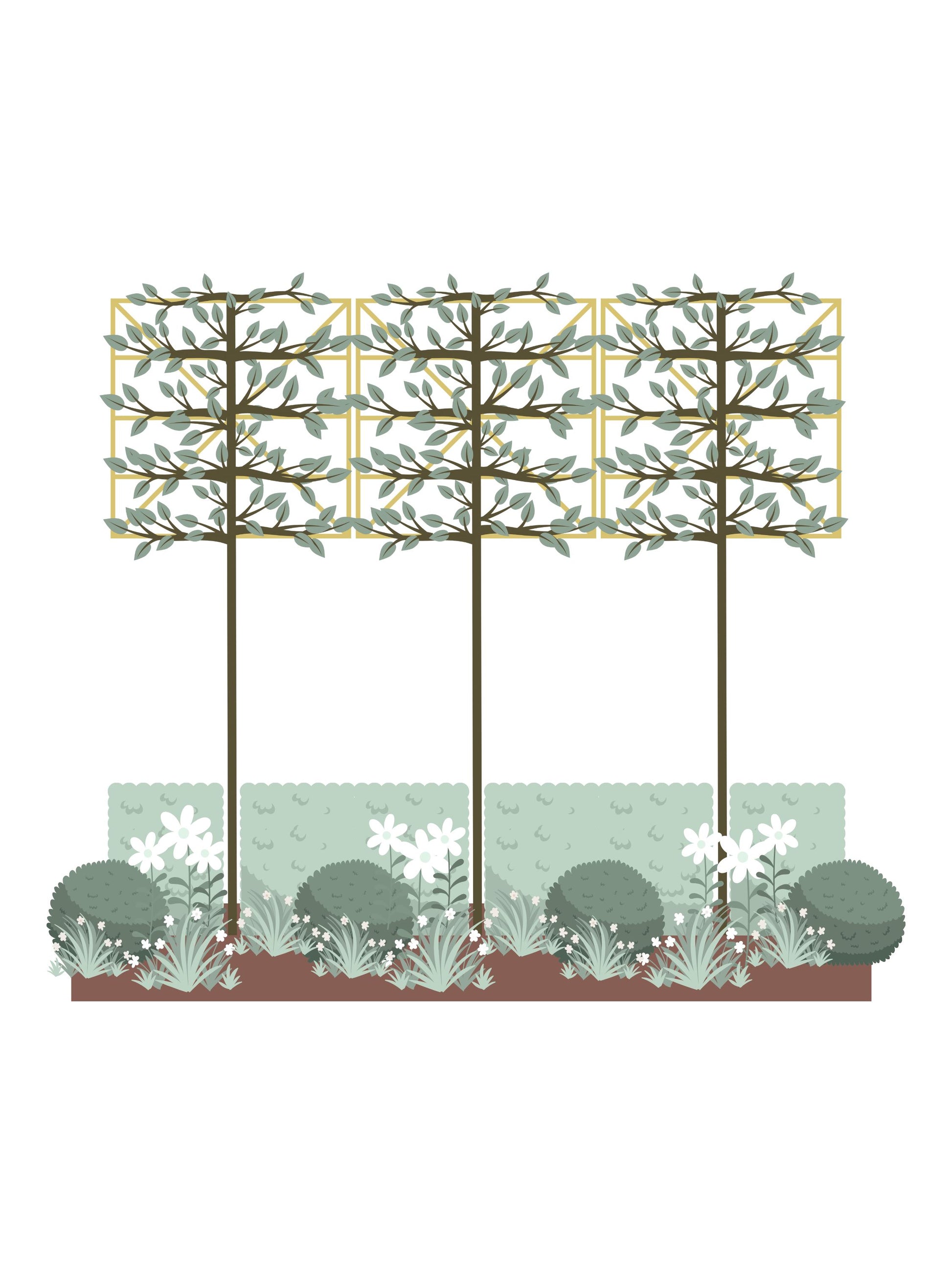 The White Garden | Ready-made Border for Planting Under Pleached Trees