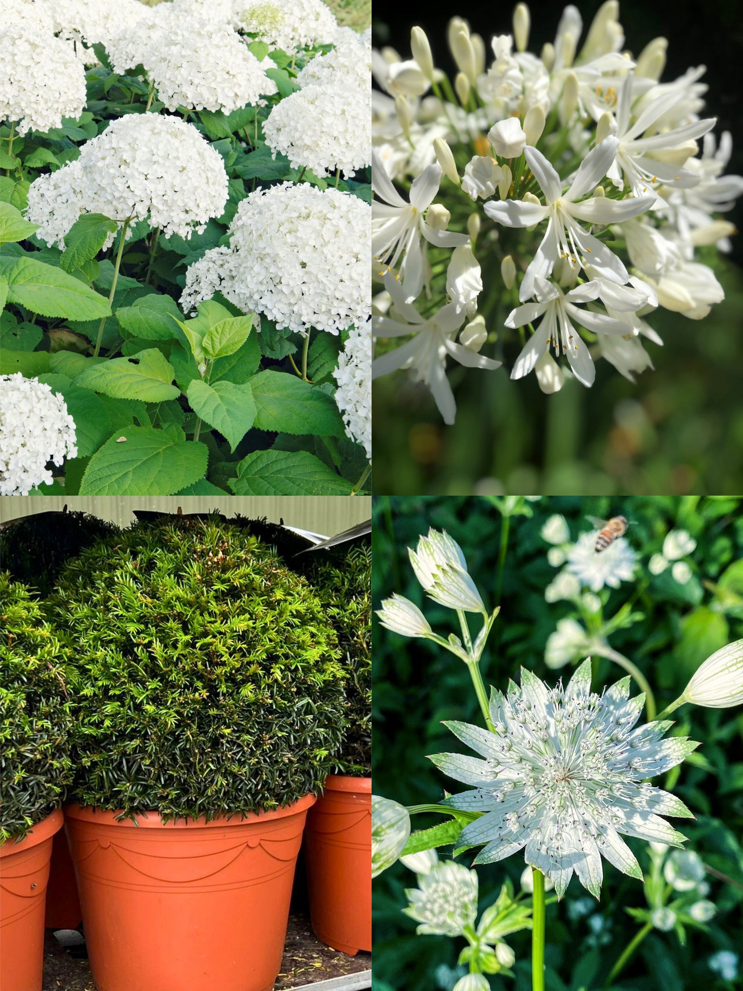The White Garden | Ready-made Border for Planting Under Pleached Trees