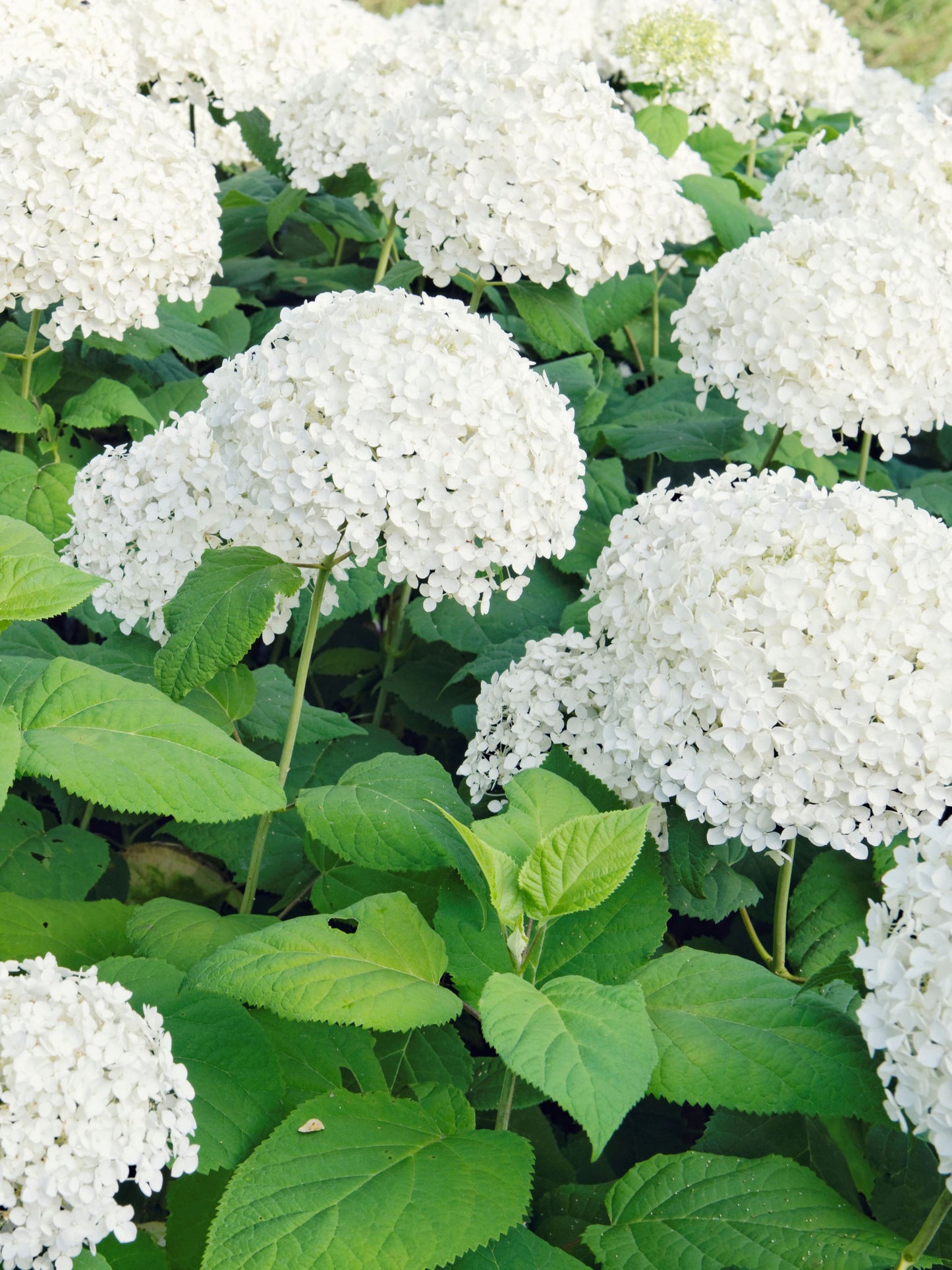 The White Garden | Ready-made Border for Planting Under Pleached Trees