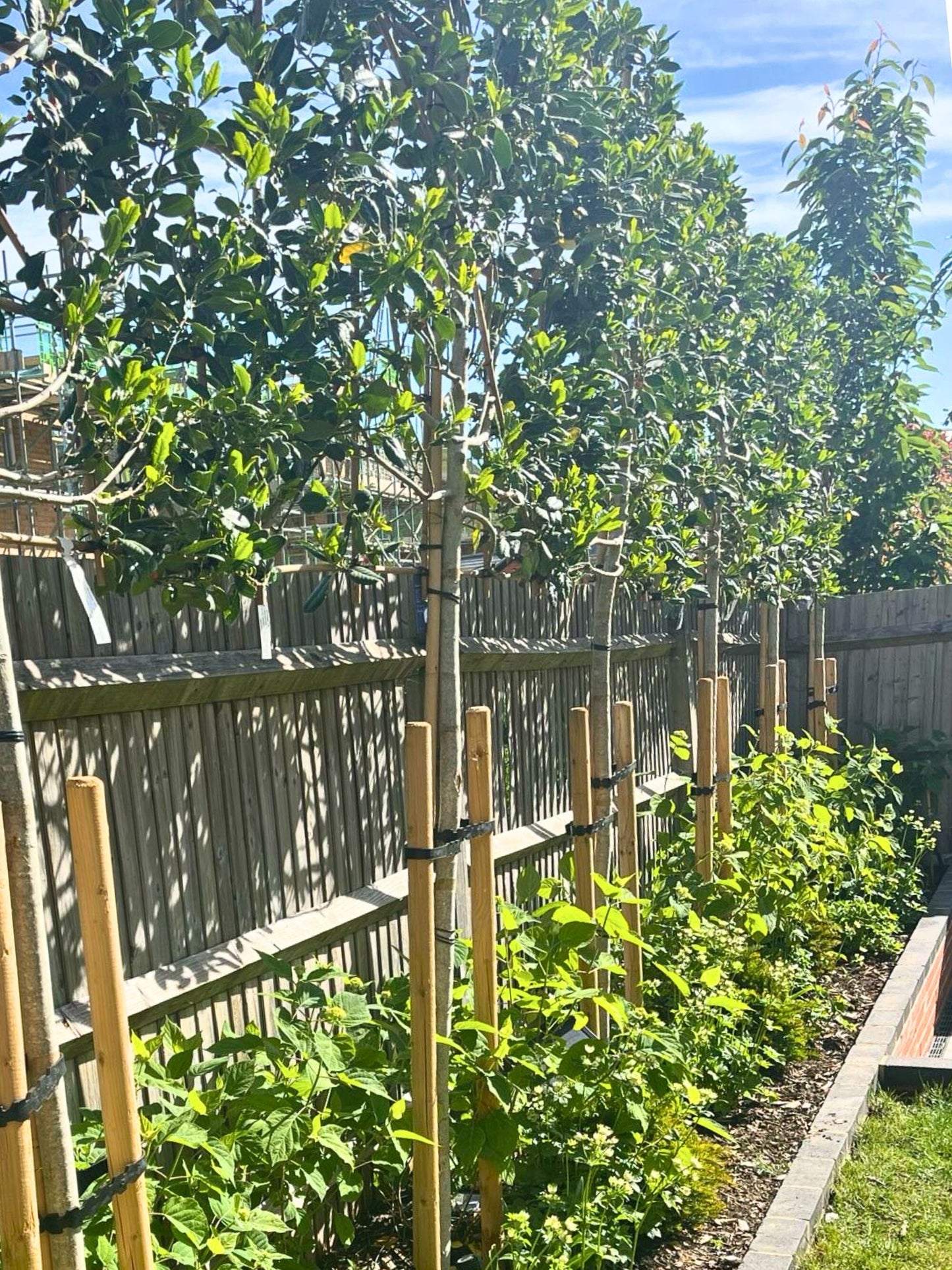 White Garden under Pleached Holly Trees | Spring | In the first year
