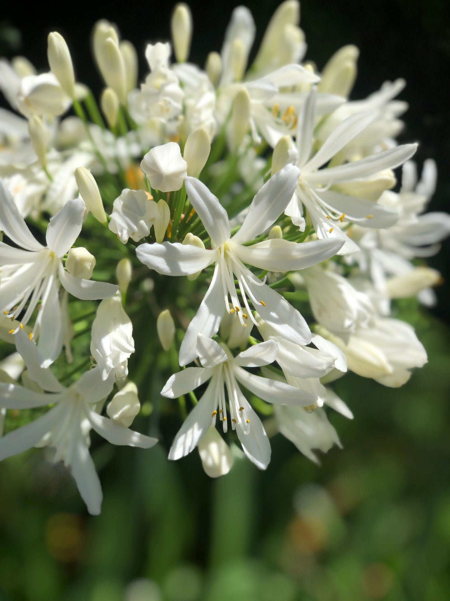 The White Garden | Ready-made Border for Planting Under Pleached Trees