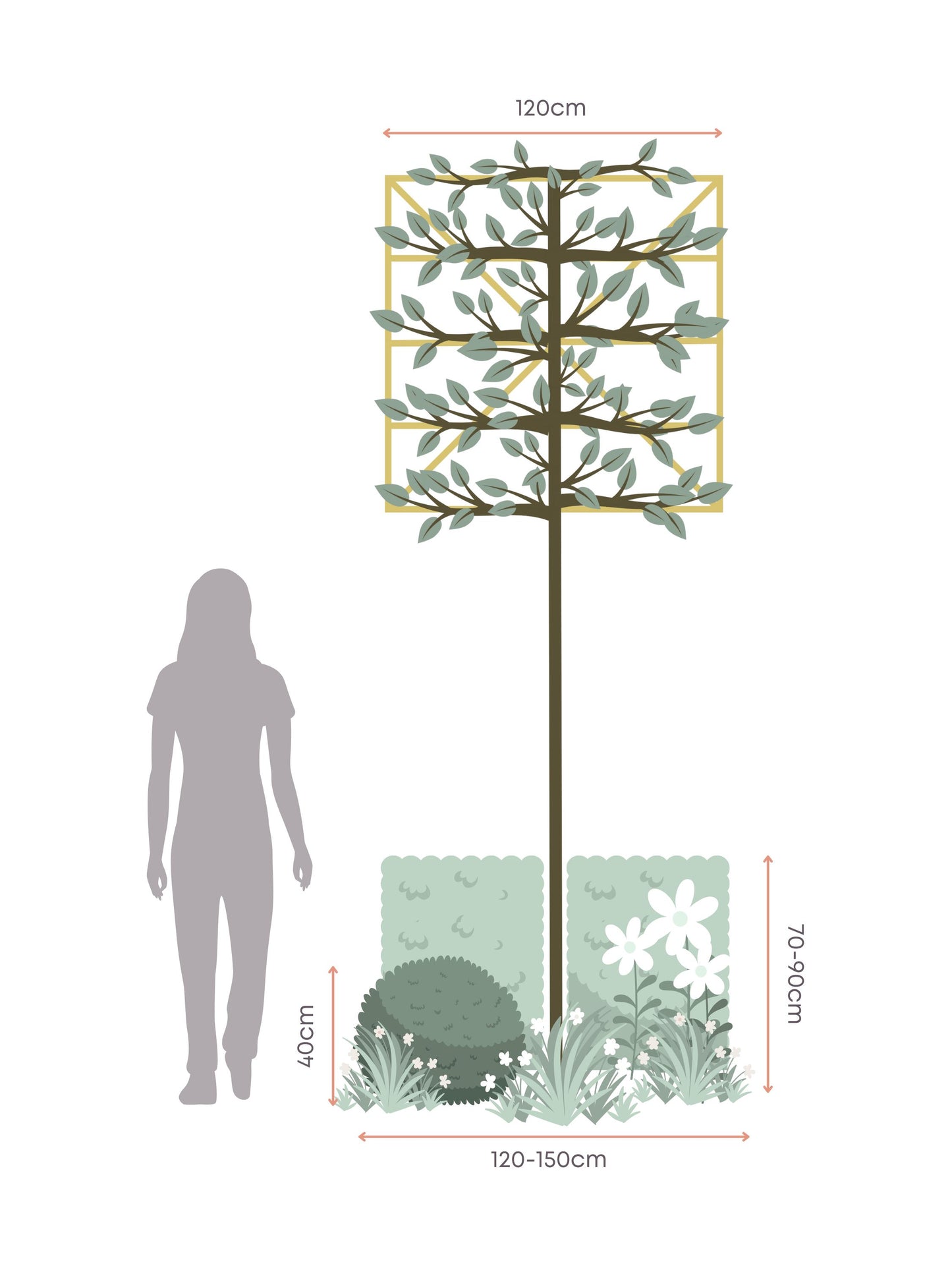 The White Garden | Ready-made Border for Planting Under Pleached Trees
