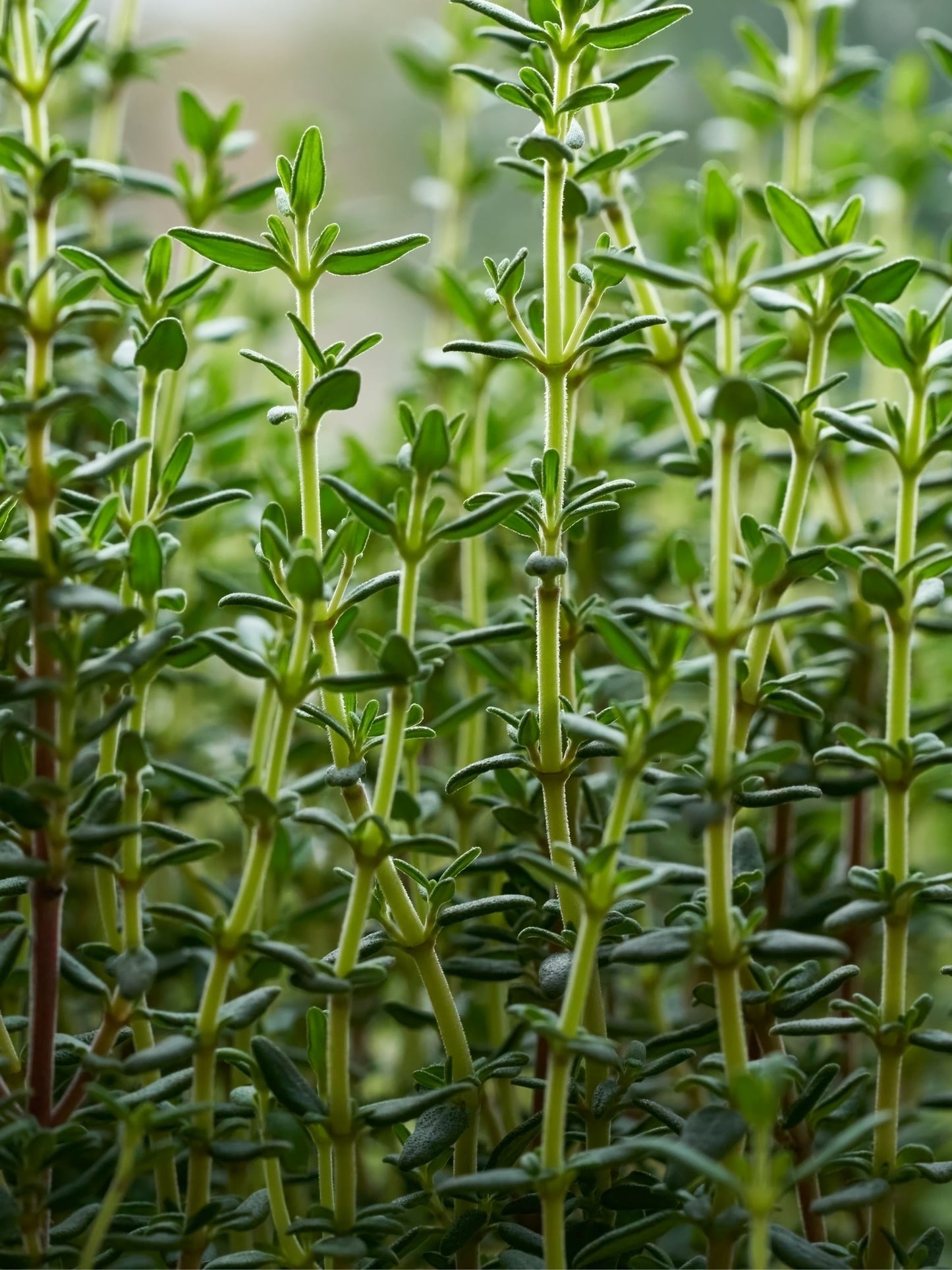 Thyme | 15-30cm