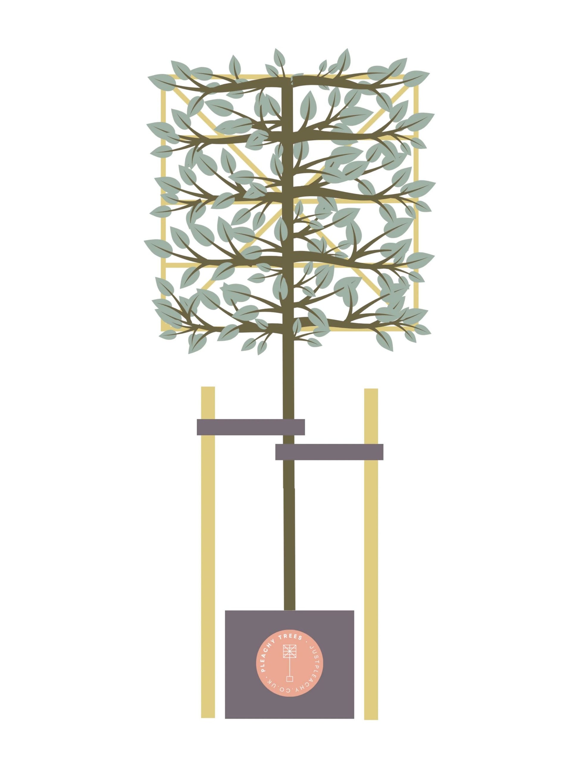 Tree Staking Kit | Double Stakes | Suitable for a 150-180cm Clear Stem Tree