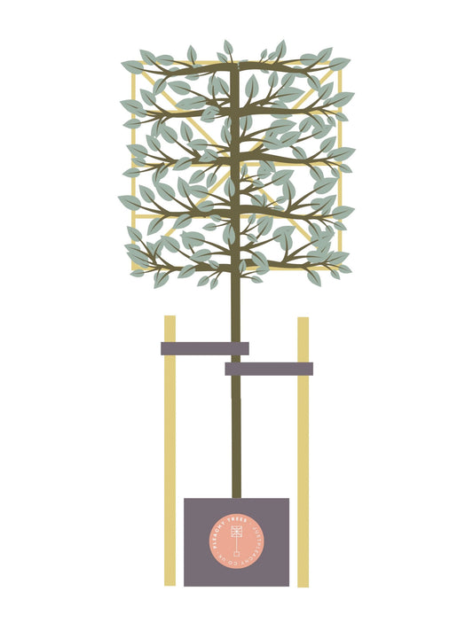 Tree Staking Kit | Double Stakes | Suitable for a 150-180cm Clear Stem Tree