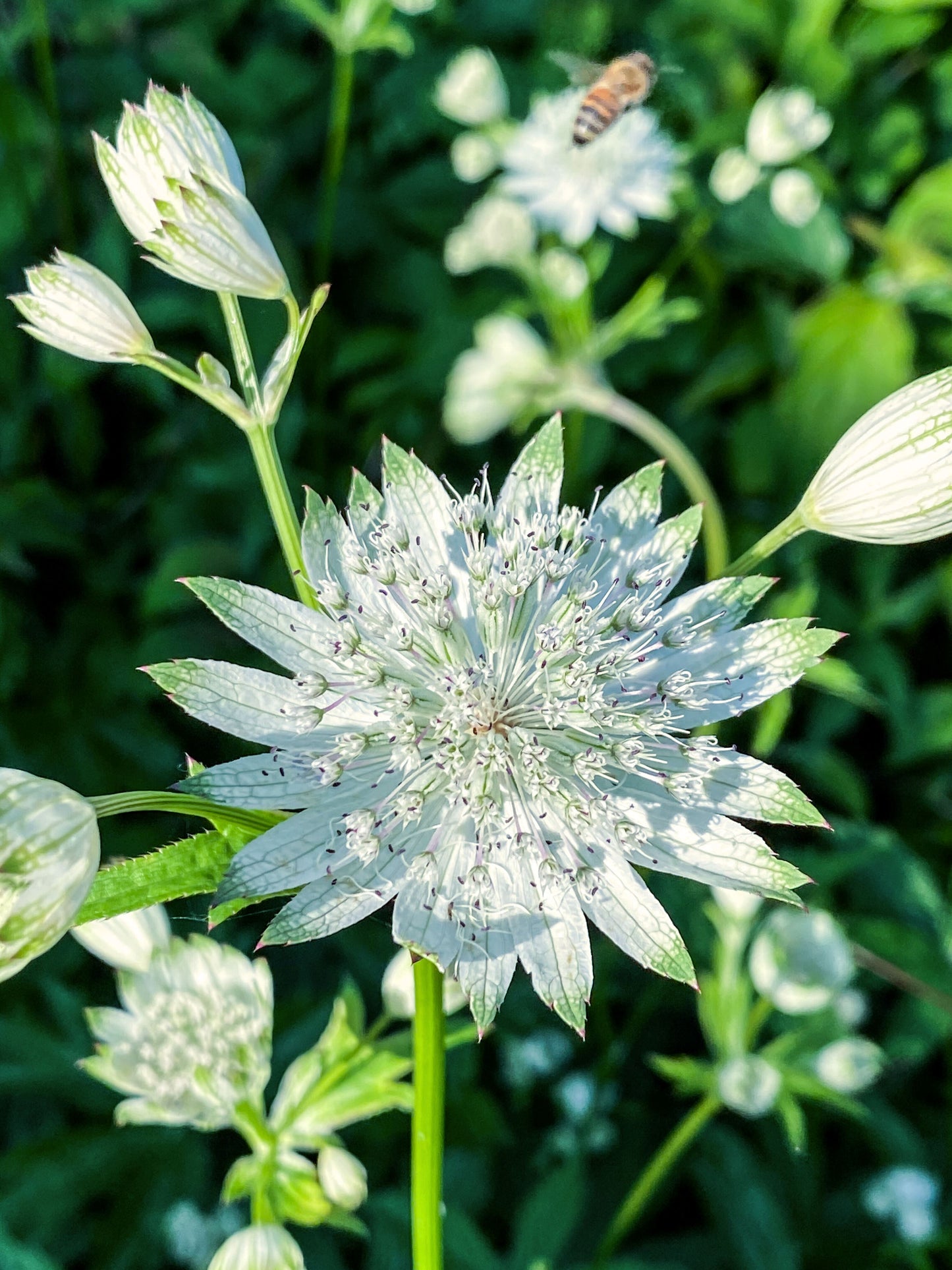 White Astrantia 'Star of Billion' | 15-30cm