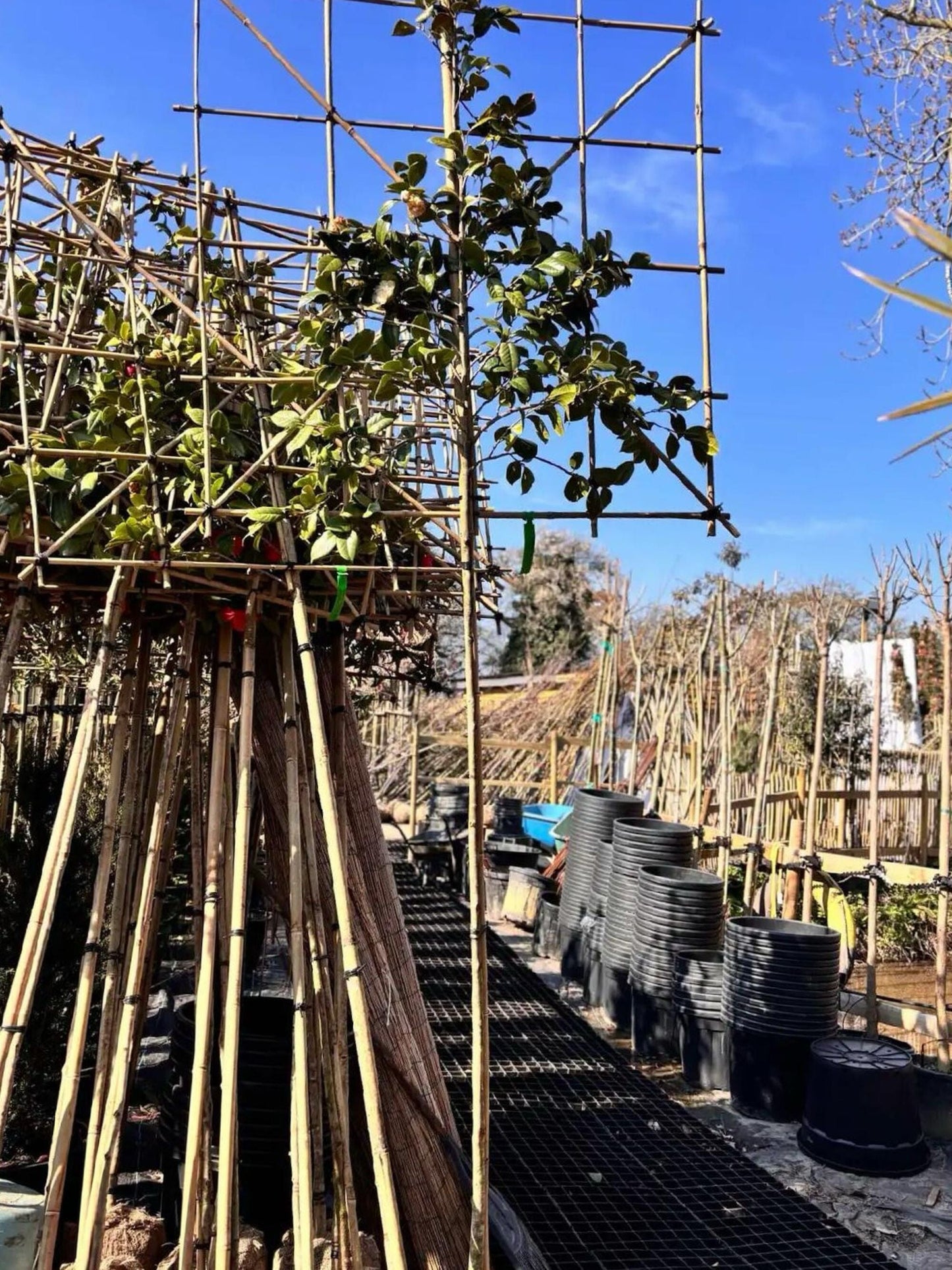 180cm / 6-8cm / 120x120cm / Freshly pleached / March