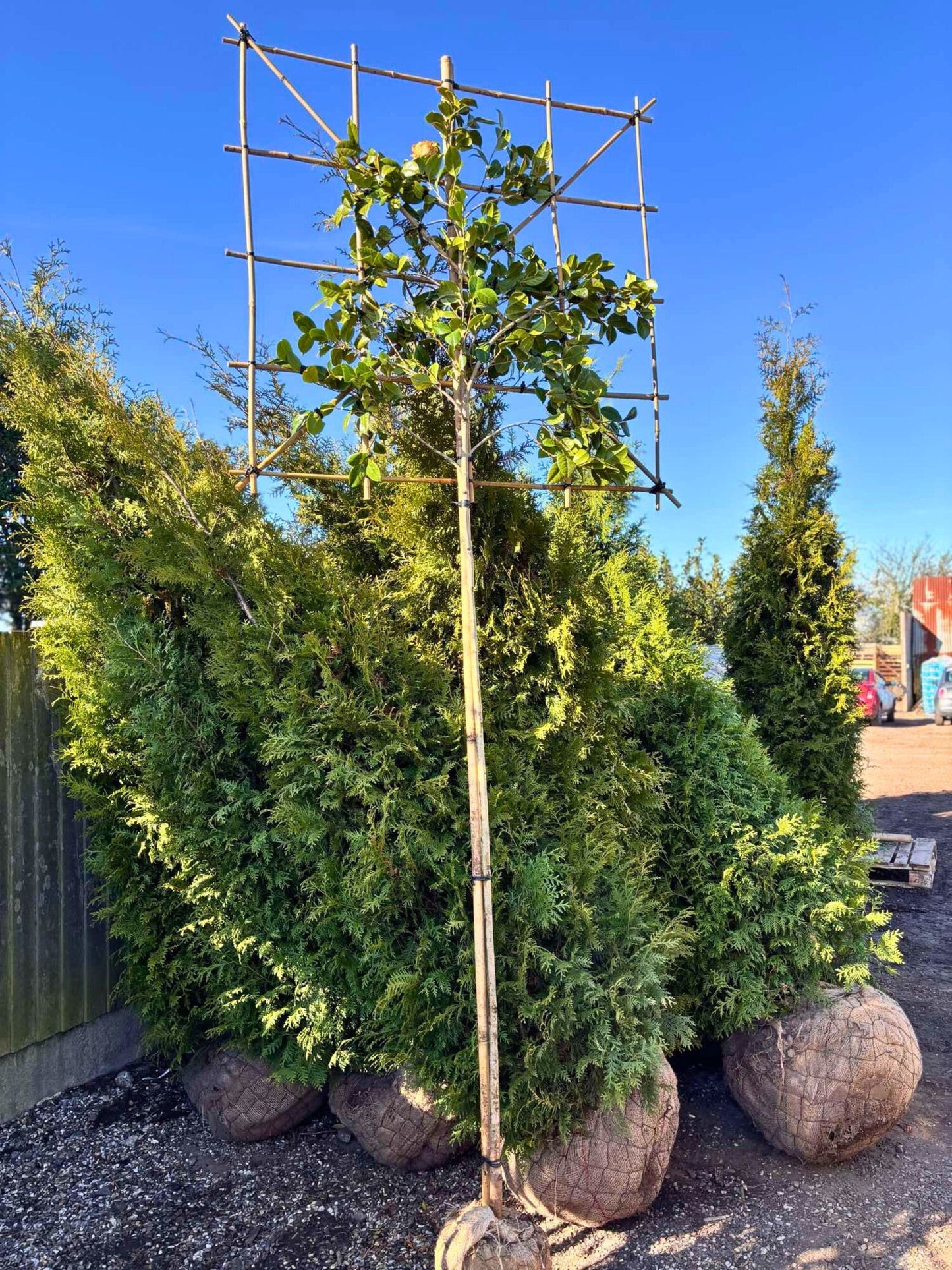180cm / 8-10cm / 120x120cm / Freshly pleached / March