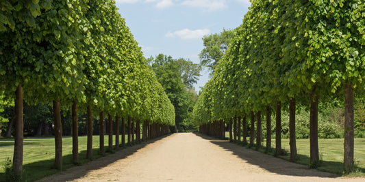 Avenue of Trees: How Can I Use Pleached Trees in Garden Design? | The Complete Guide to Pleached Trees