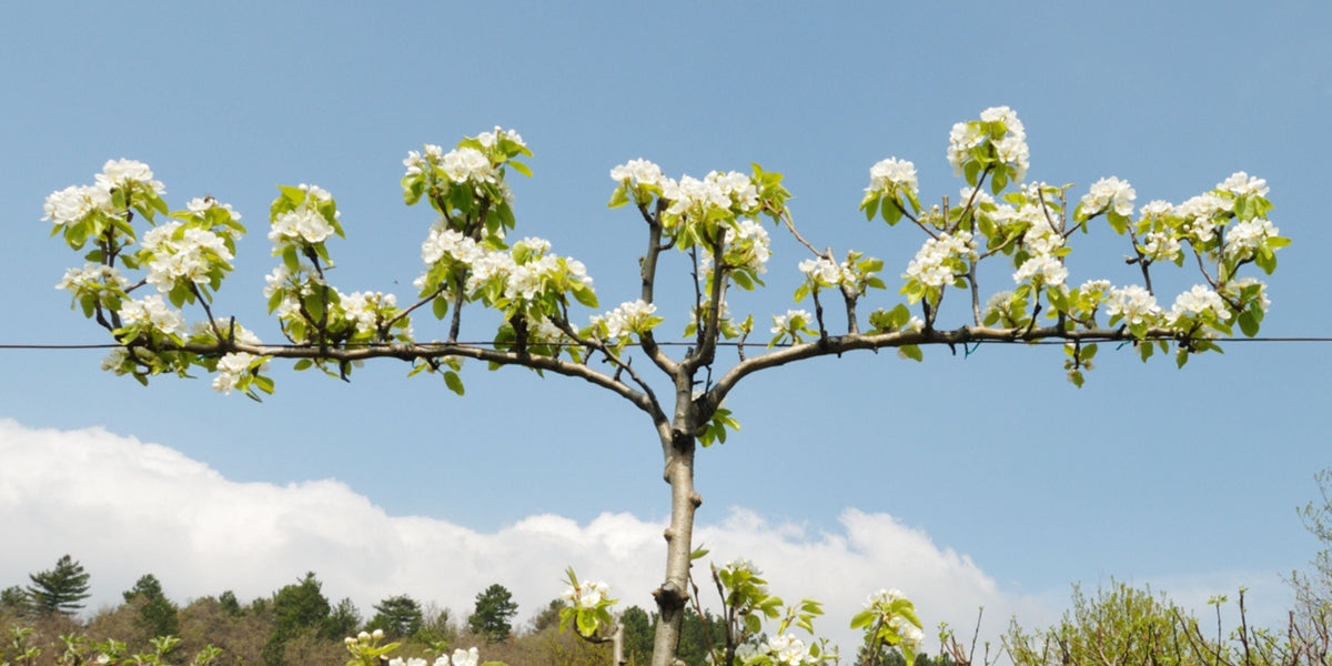 Branching Out: Difference Between Pleached and Espalier Trees ...