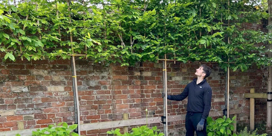 Care Guide: How to Keeping Your Pleached Trees Healthy and Vibrant | The Complete Guide to Pleached Trees