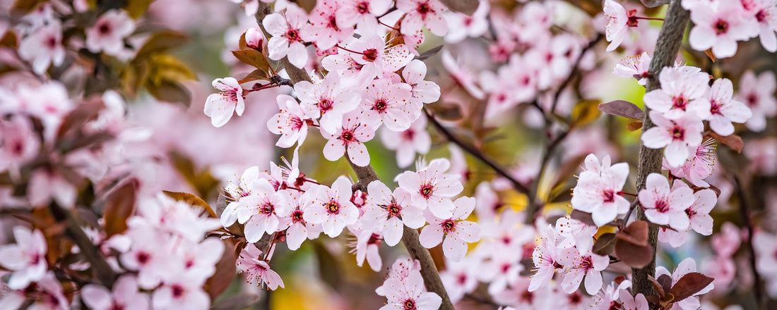 Caring for Your Trees In Spring: A Guide to Seasonal Maintenance | The Complete Guide to Pleached Trees